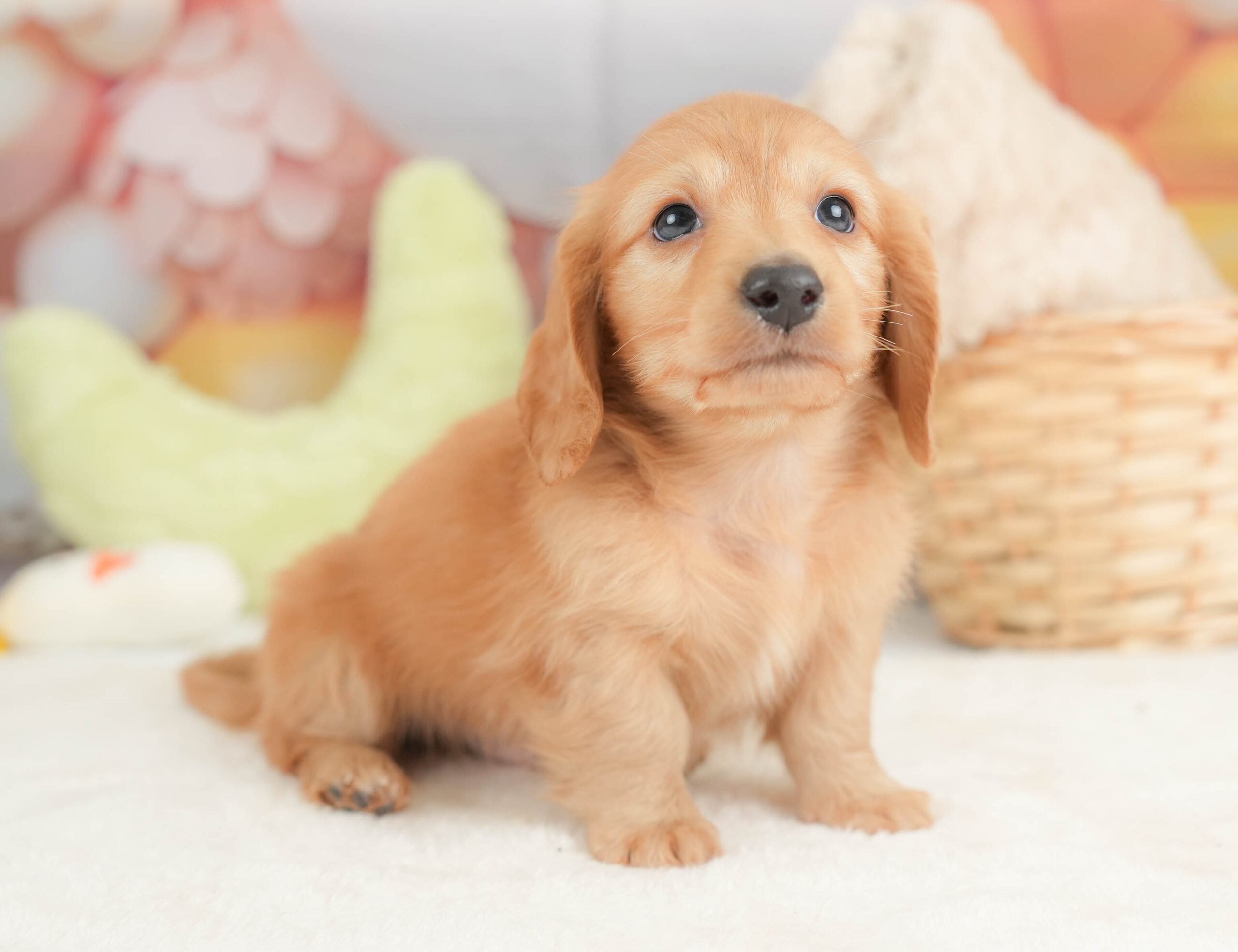 カニンヘン・ダックスフンド(ロング) | 男の子 | ゴールド | 2025年12月15日