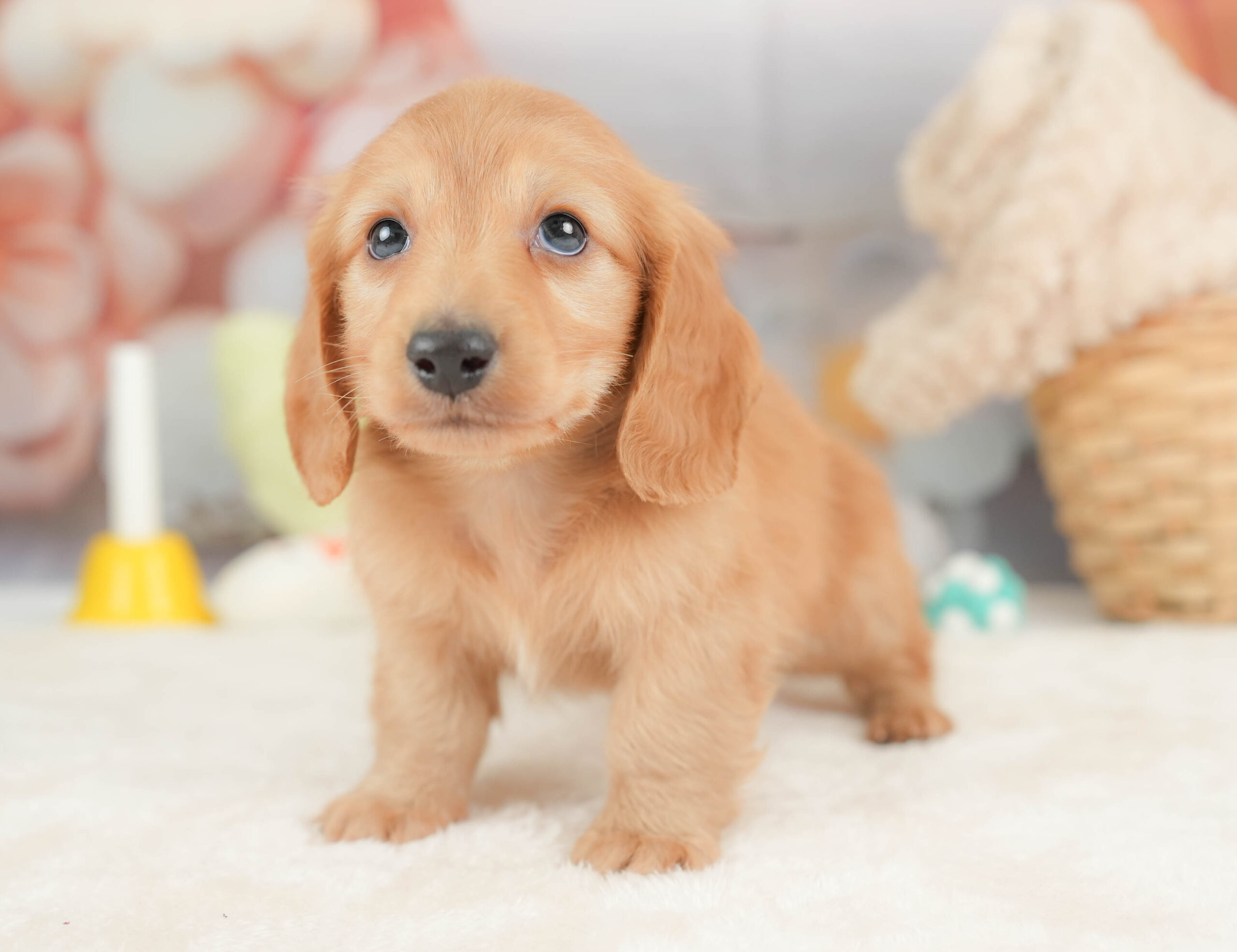 カニンヘン・ダックスフンド(ロング) | 男の子 | ゴールド | 2025年12月15日