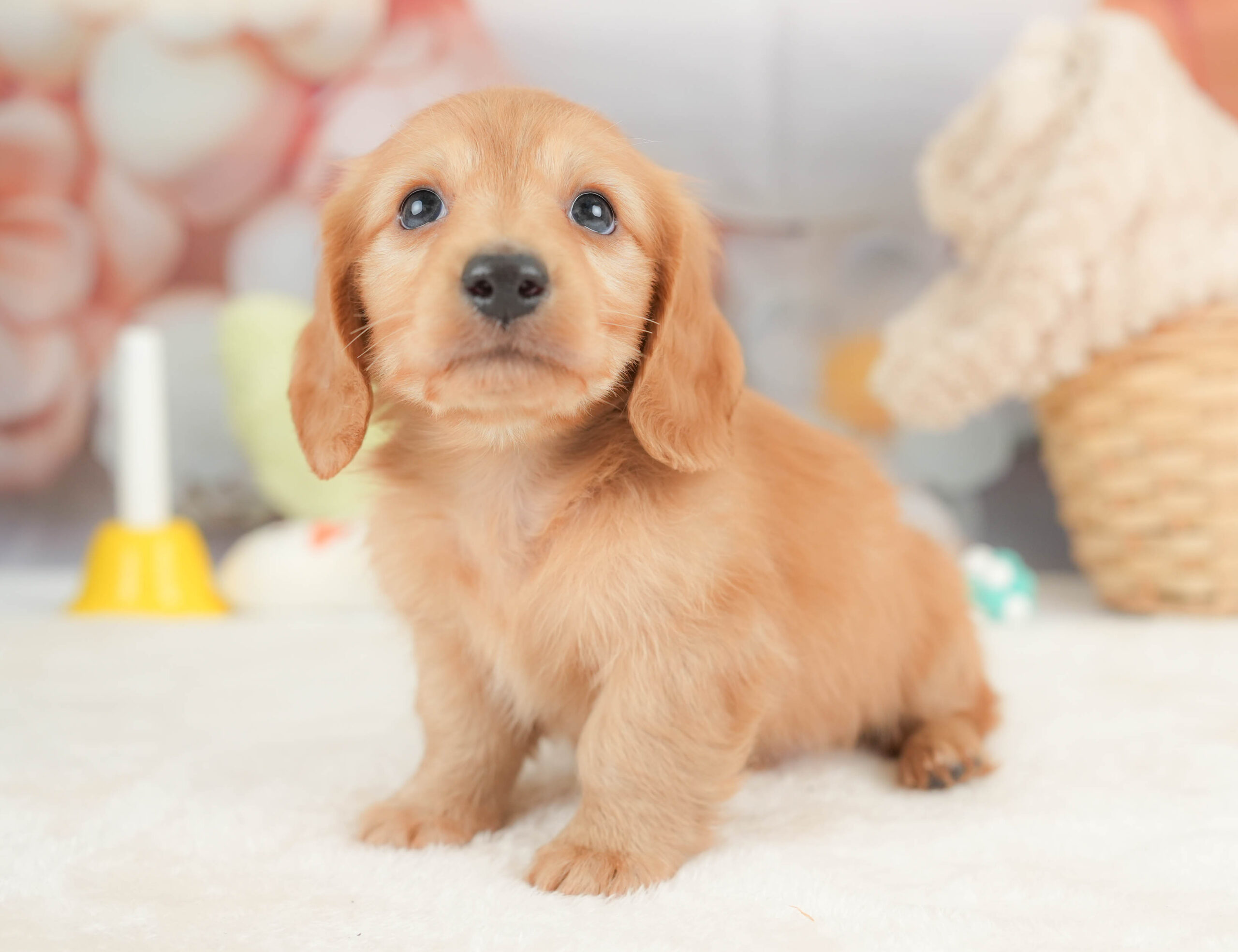 カニンヘン・ダックスフンド(ロング) | 男の子 | ゴールド | 2025年12月15日