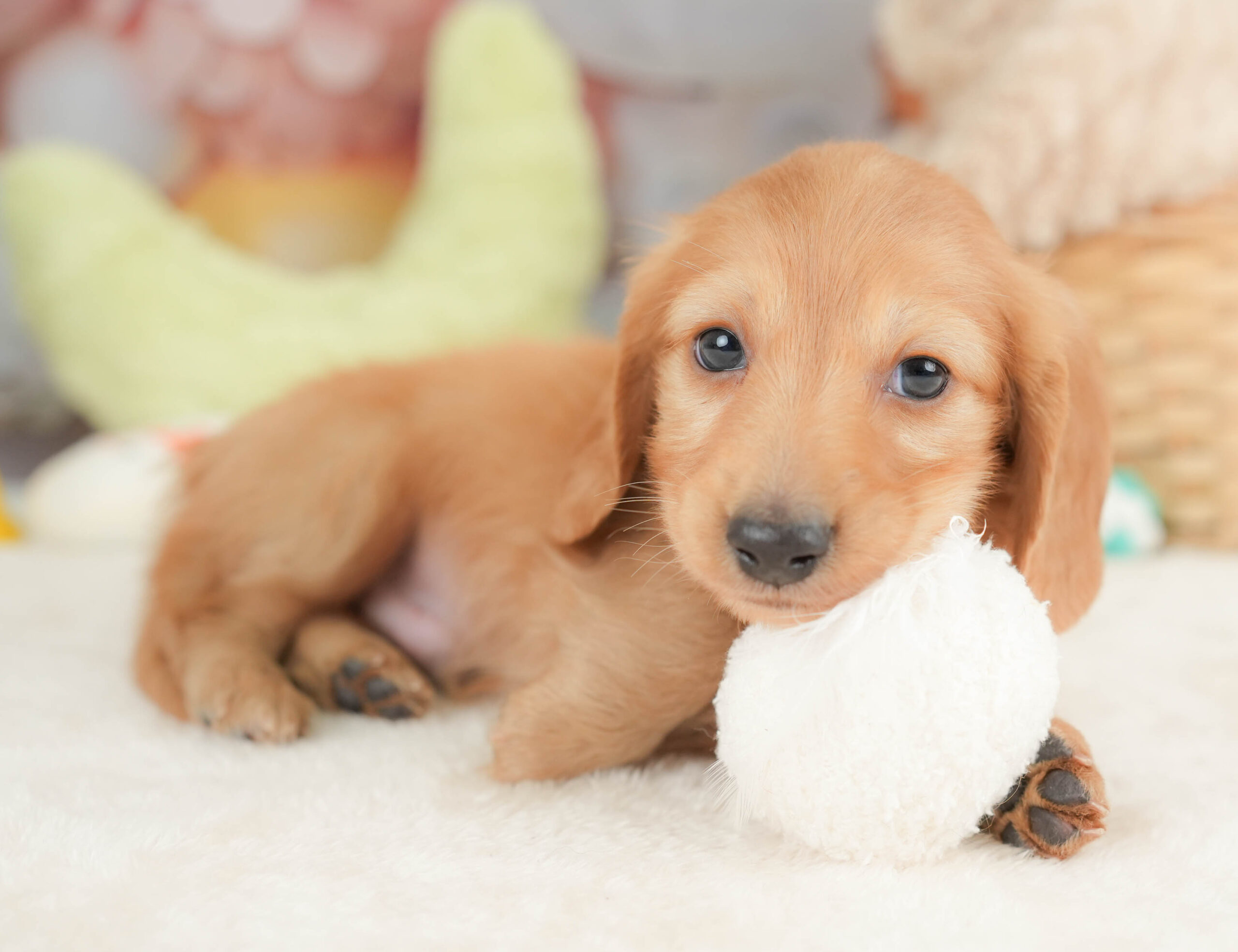 カニンヘン・ダックスフンド(ロング) | 男の子 | ゴールド | 2025年12月15日