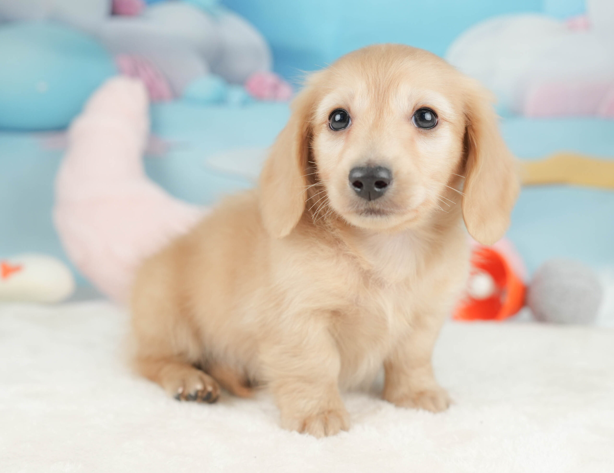 カニンヘン・ダックスフンド(ロング) | 男の子 | イエロー | 2025年12月15日