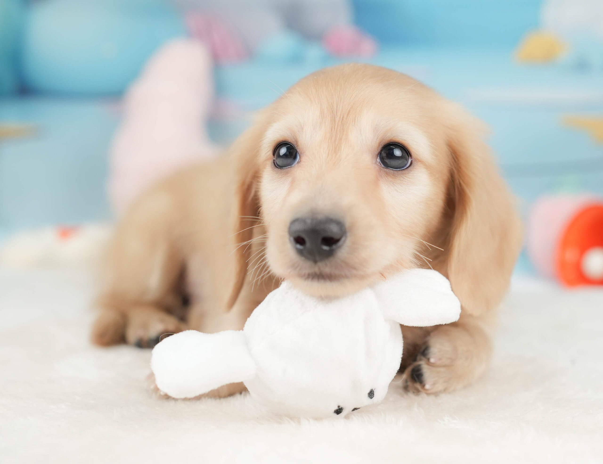 カニンヘン・ダックスフンド(ロング) | 男の子 | イエロー | 2025年12月15日