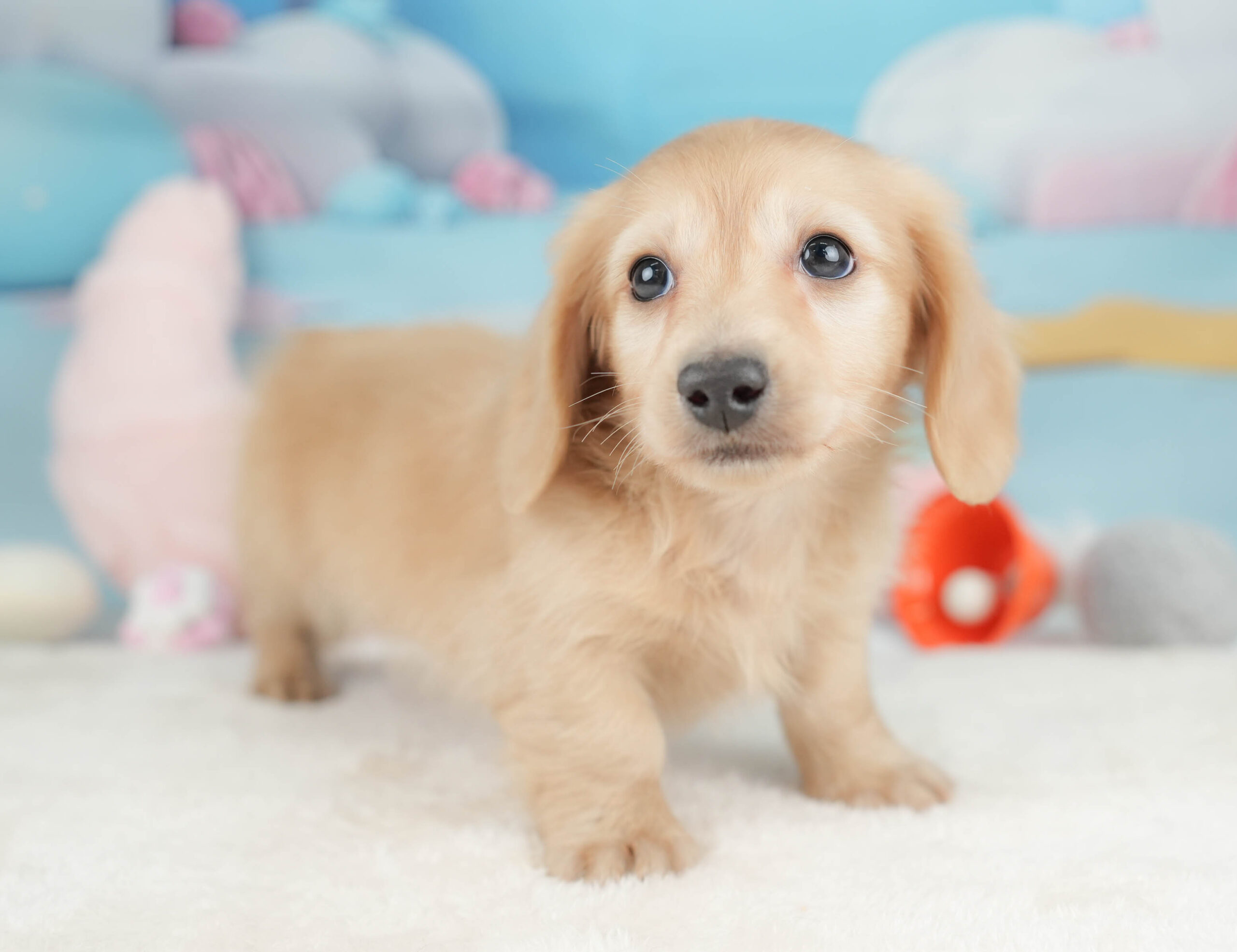 カニンヘン・ダックスフンド(ロング) | 男の子 | イエロー | 2025年12月15日