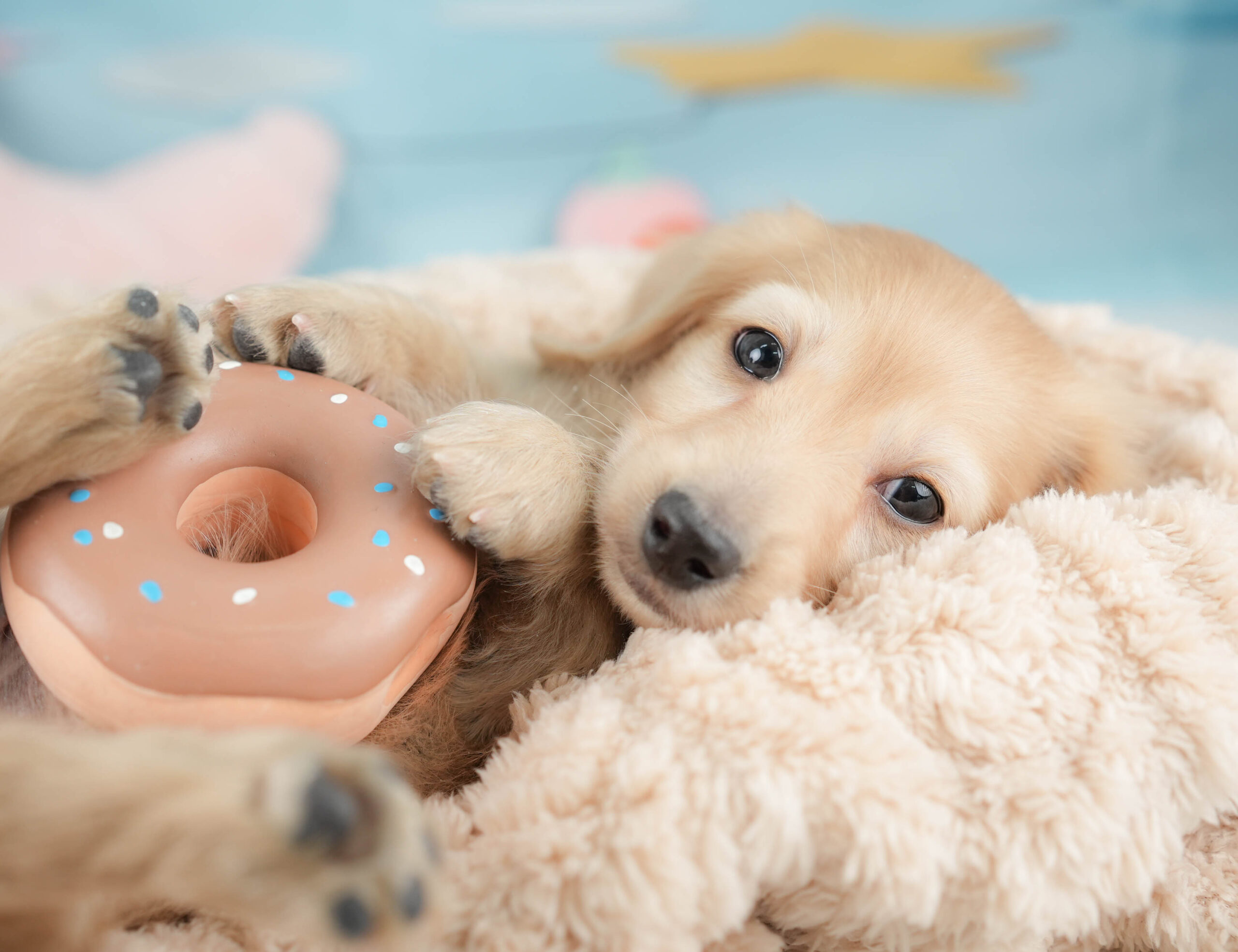 カニンヘン・ダックスフンド(ロング) | 男の子 | イエロー | 2025年12月15日