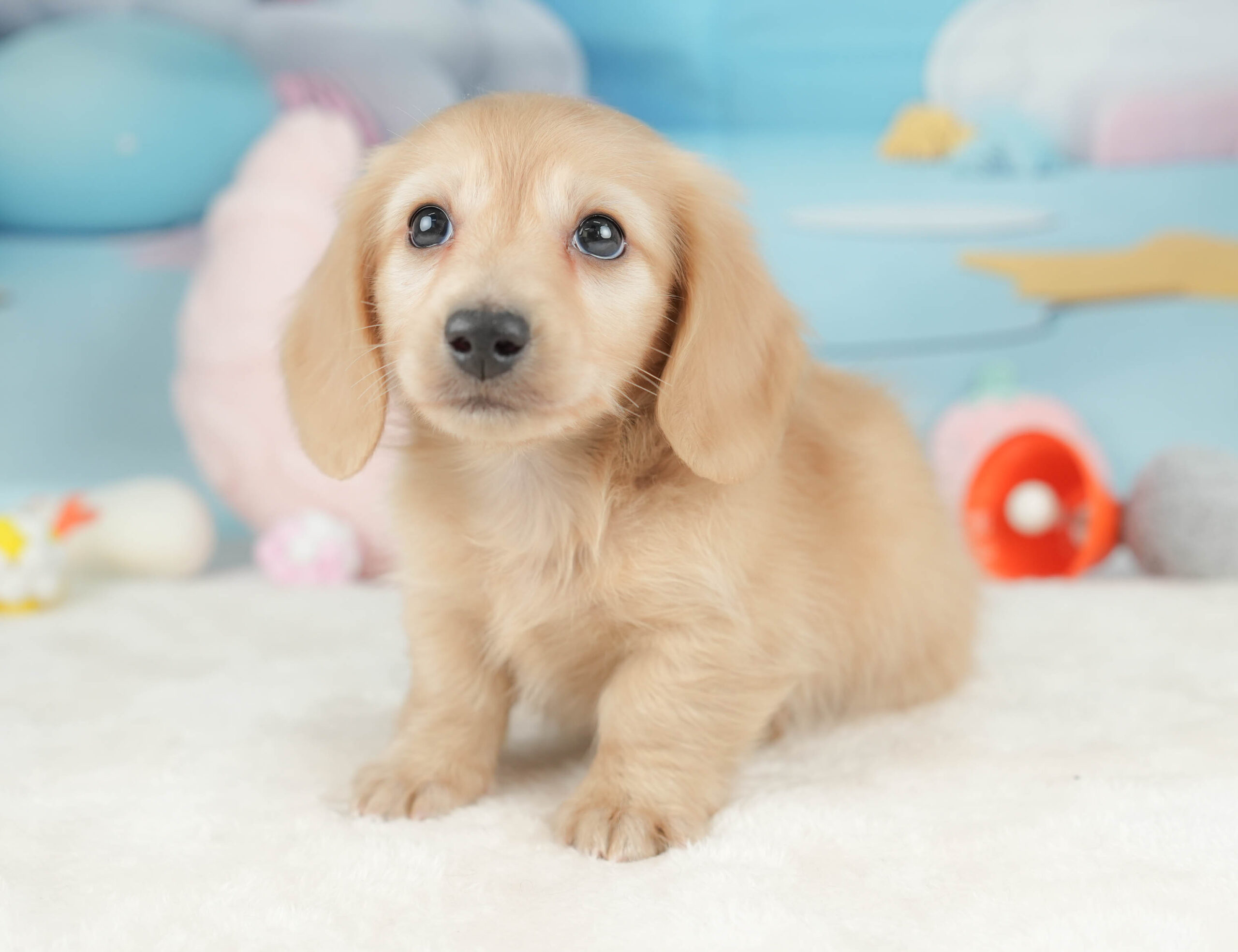 カニンヘン・ダックスフンド(ロング) | 男の子 | イエロー | 2025年12月15日