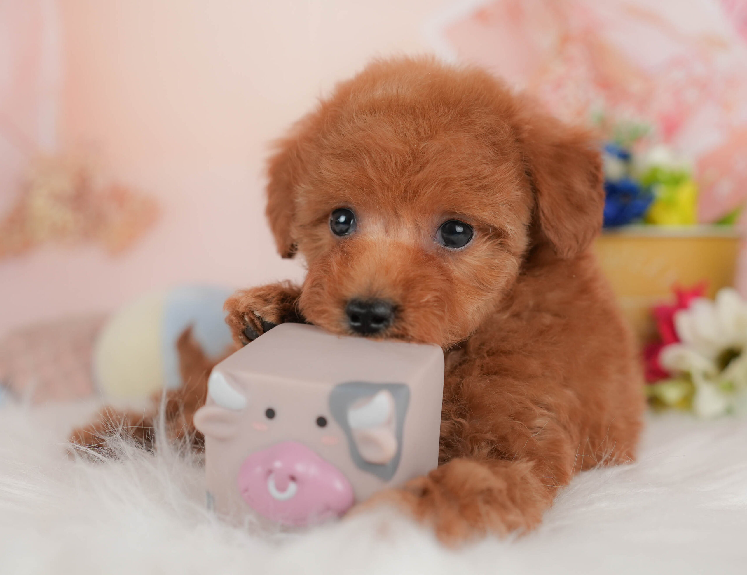 タイニー・プードル | 男の子 | レッド | 2025年12月17日