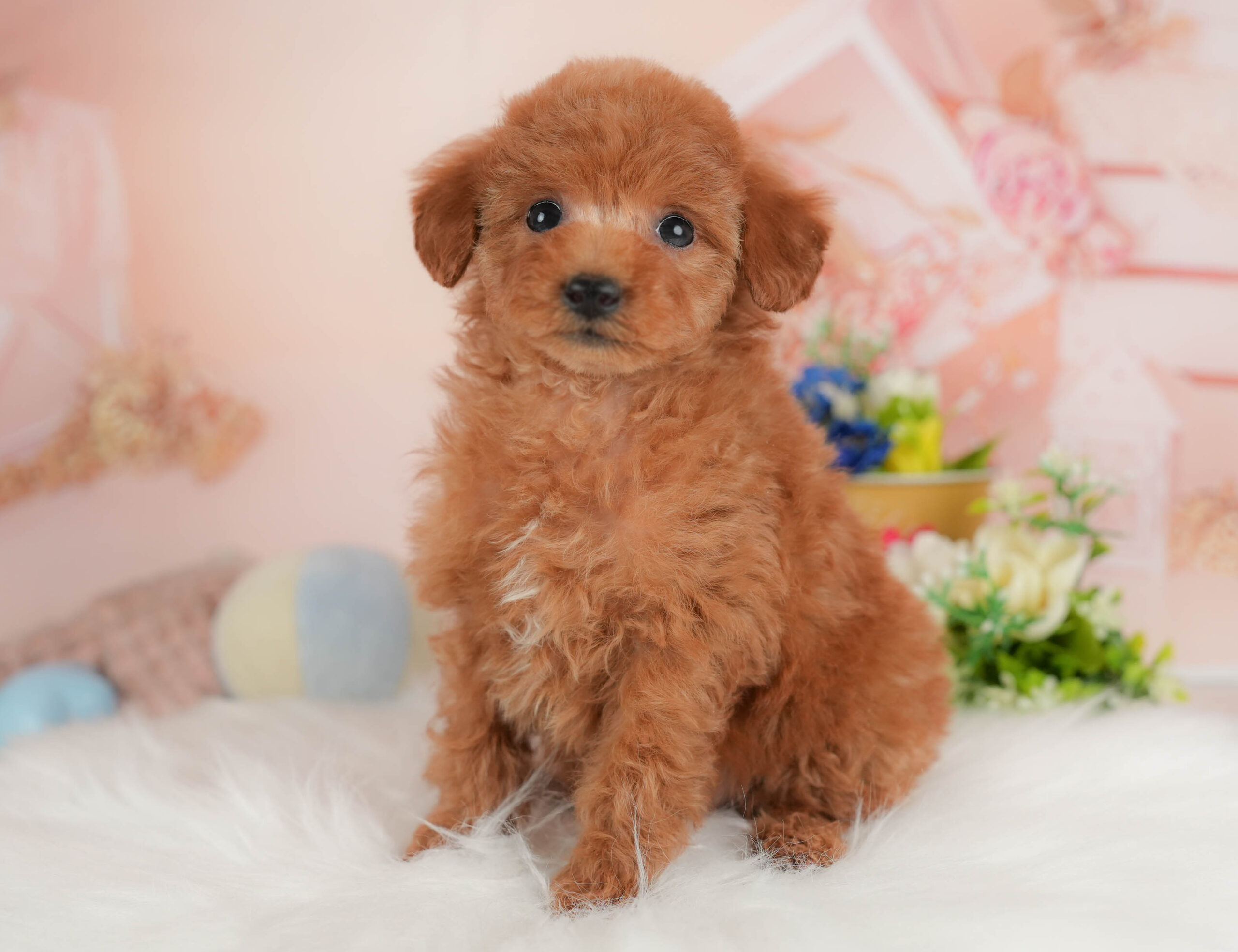 タイニー・プードル | 男の子 | レッド | 2025年12月17日
