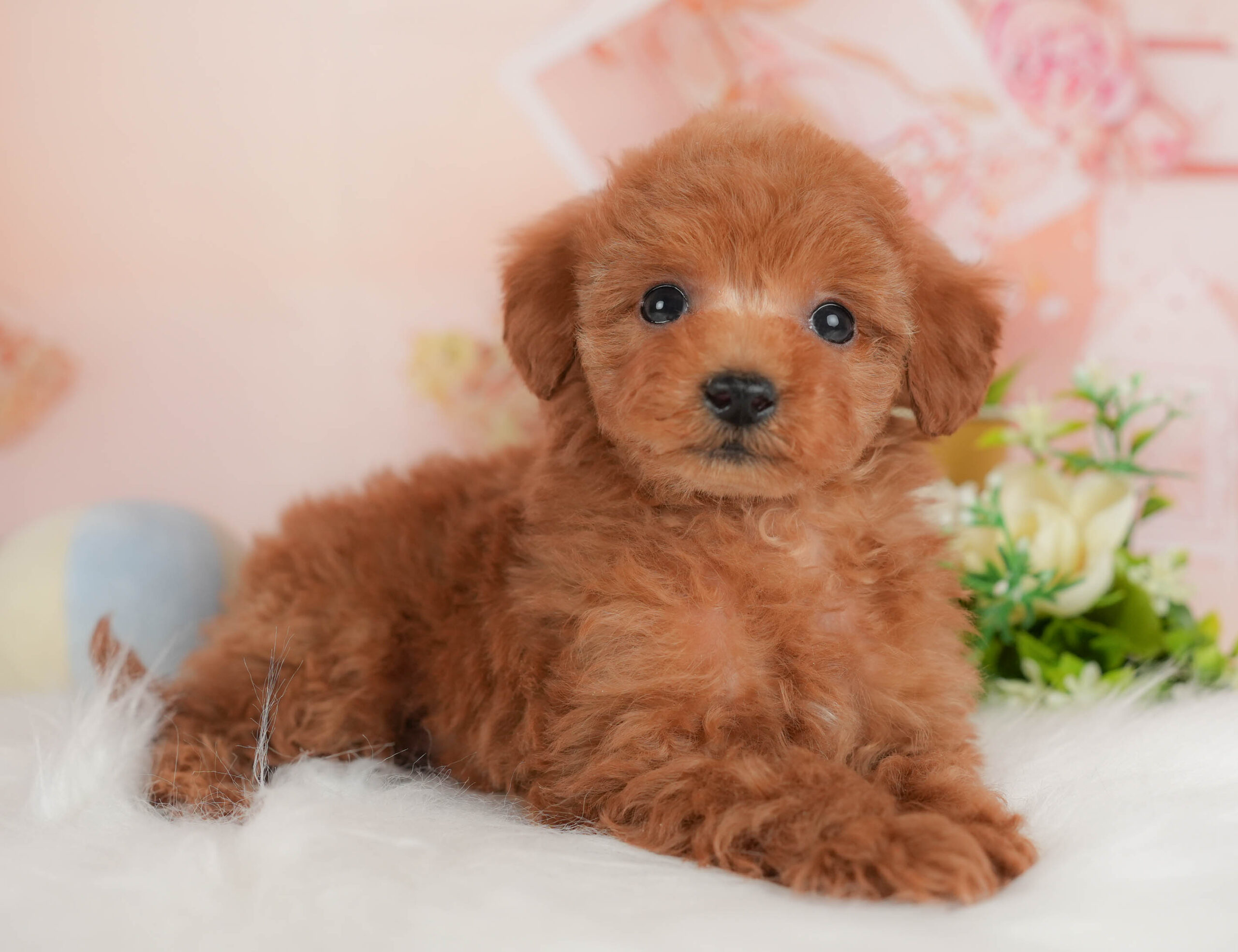 タイニー・プードル | 男の子 | レッド | 2025年12月17日