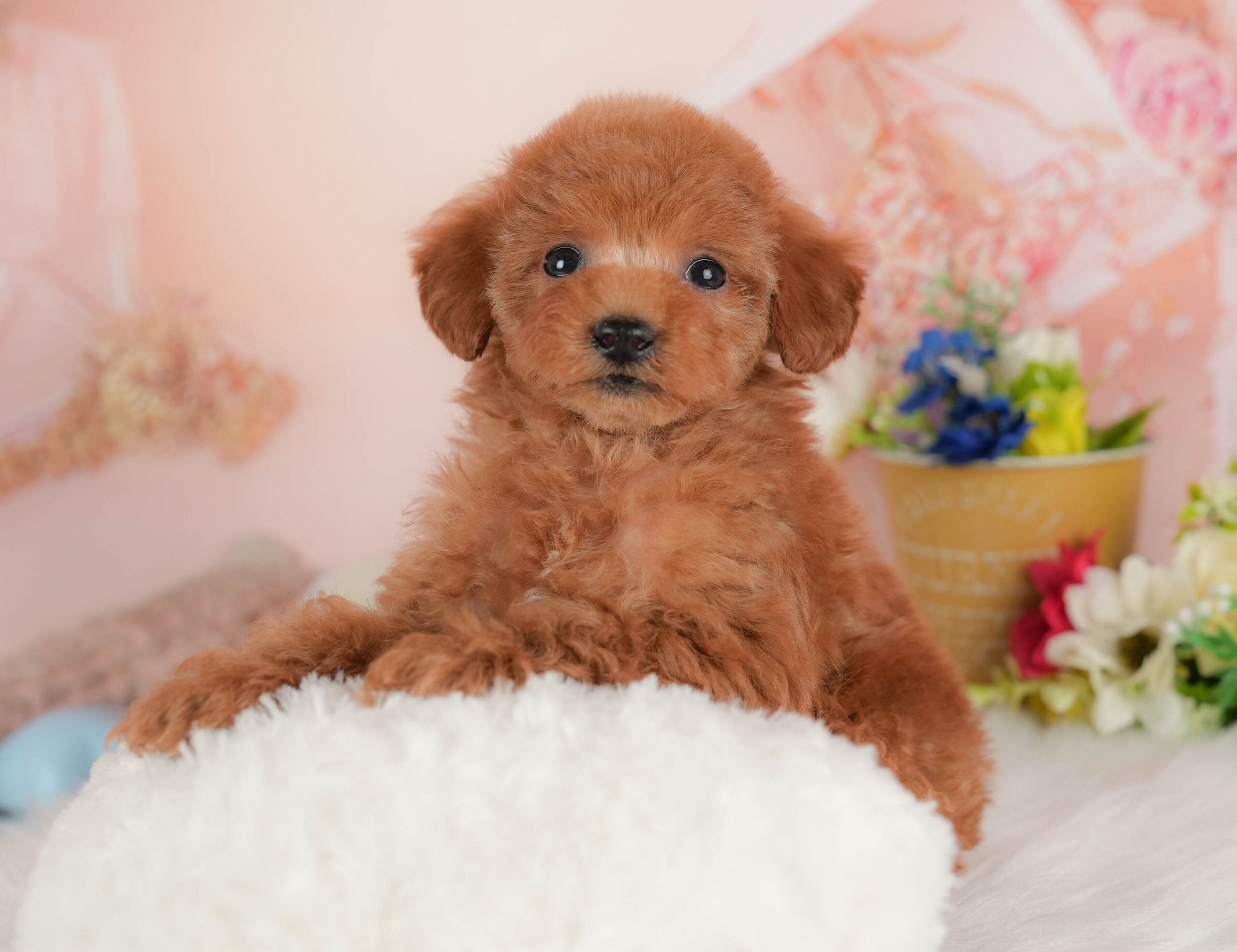 タイニー・プードル | 男の子 | レッド | 2025年12月17日