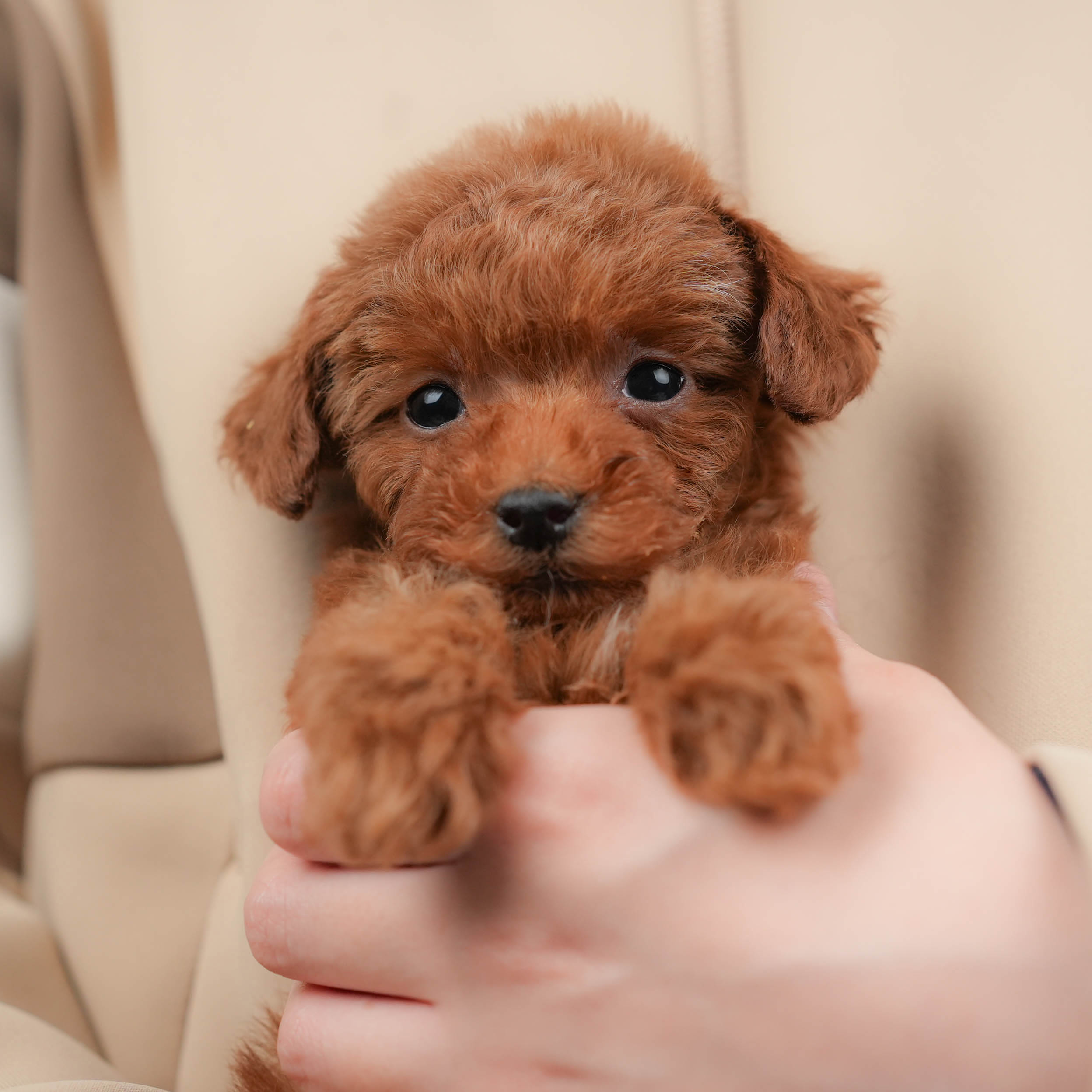 タイニー・プードル | 女の子 | レッド | 2025年12月17日