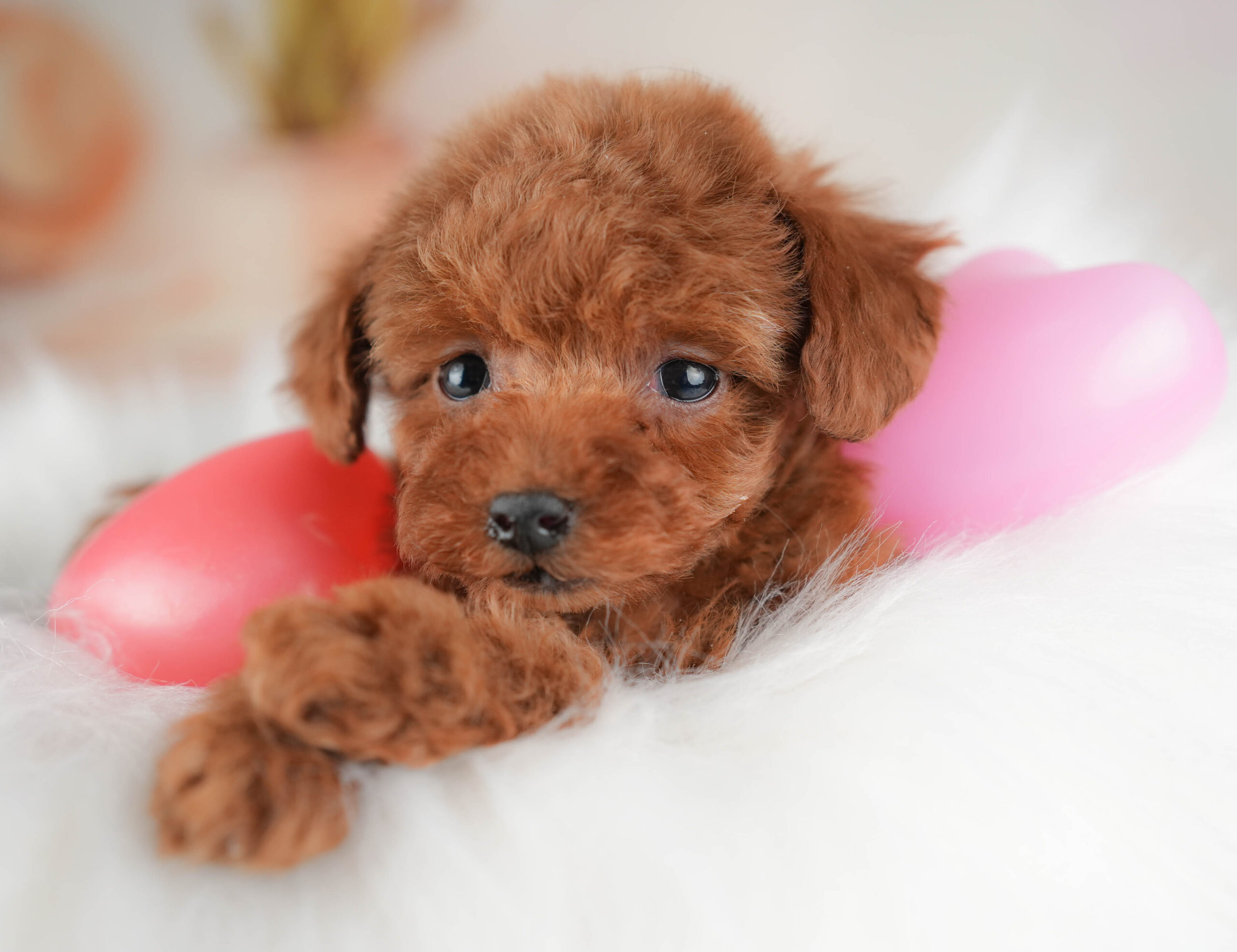 タイニー・プードル | 女の子 | レッド | 2025年12月17日