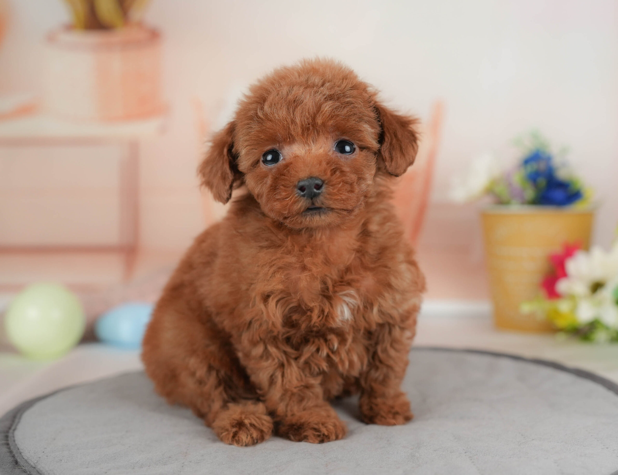 タイニー・プードル | 女の子 | レッド | 2025年12月17日