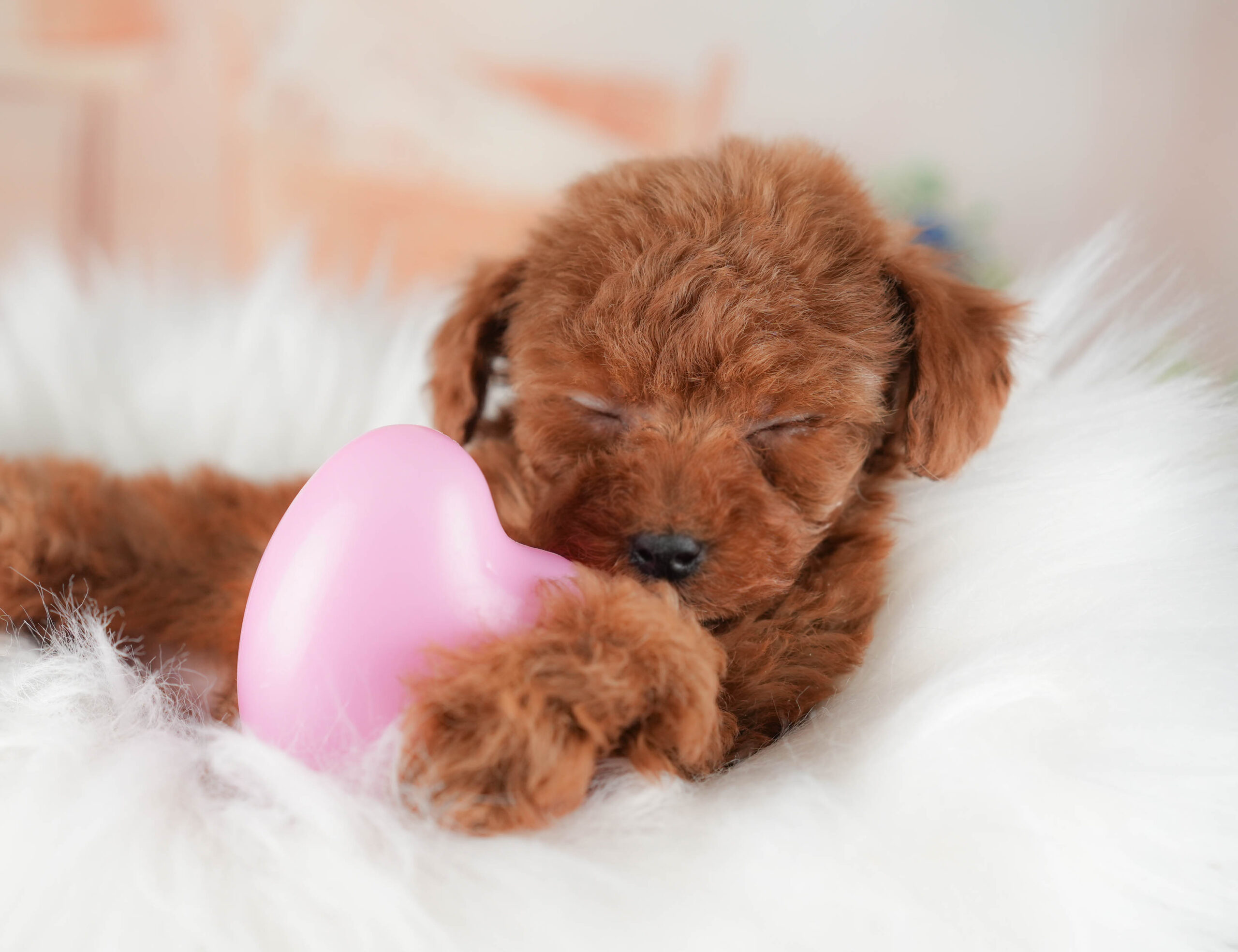 タイニー・プードル | 女の子 | レッド | 2025年12月17日