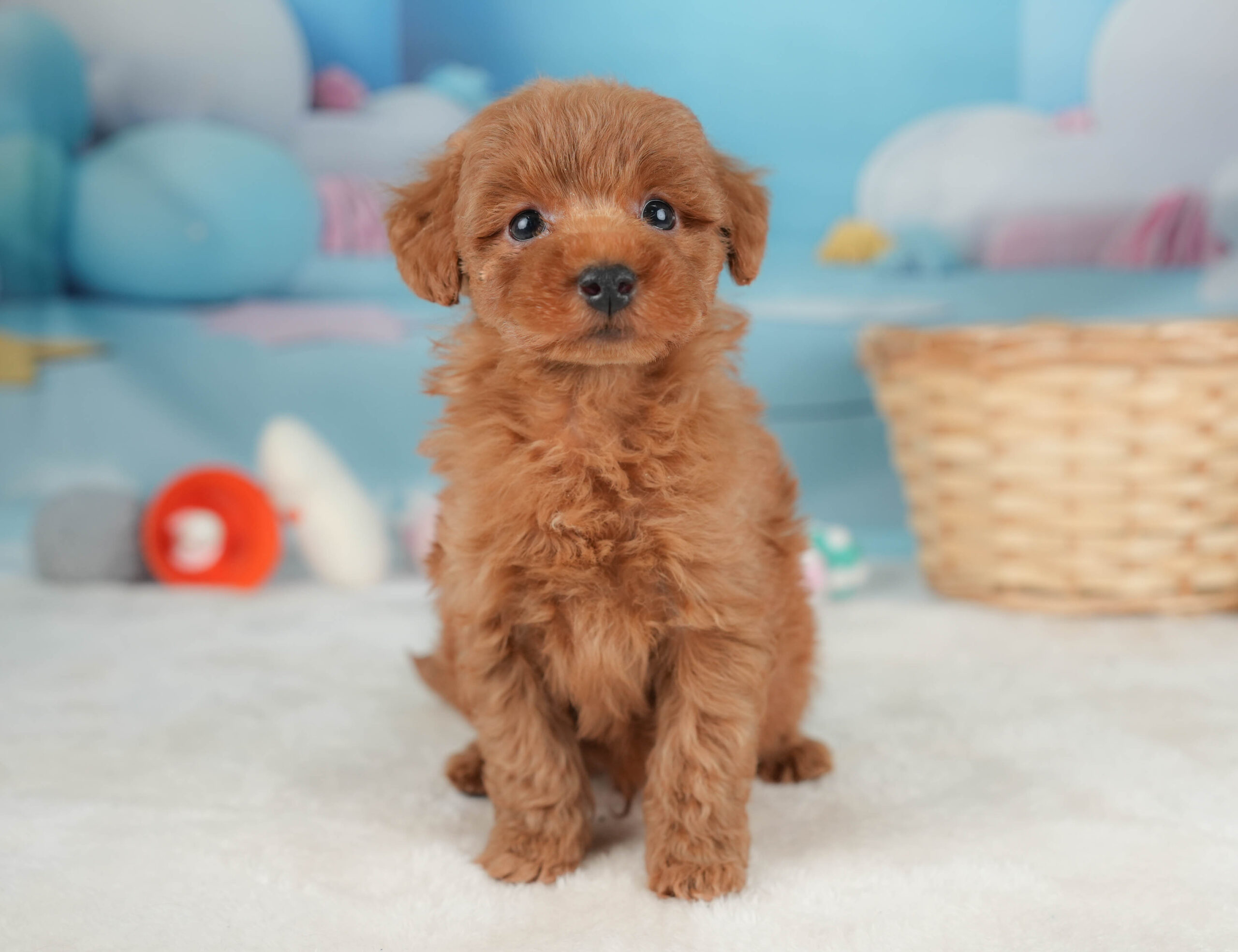 トイ・プードル|男の子|レッド|2025年12月20日