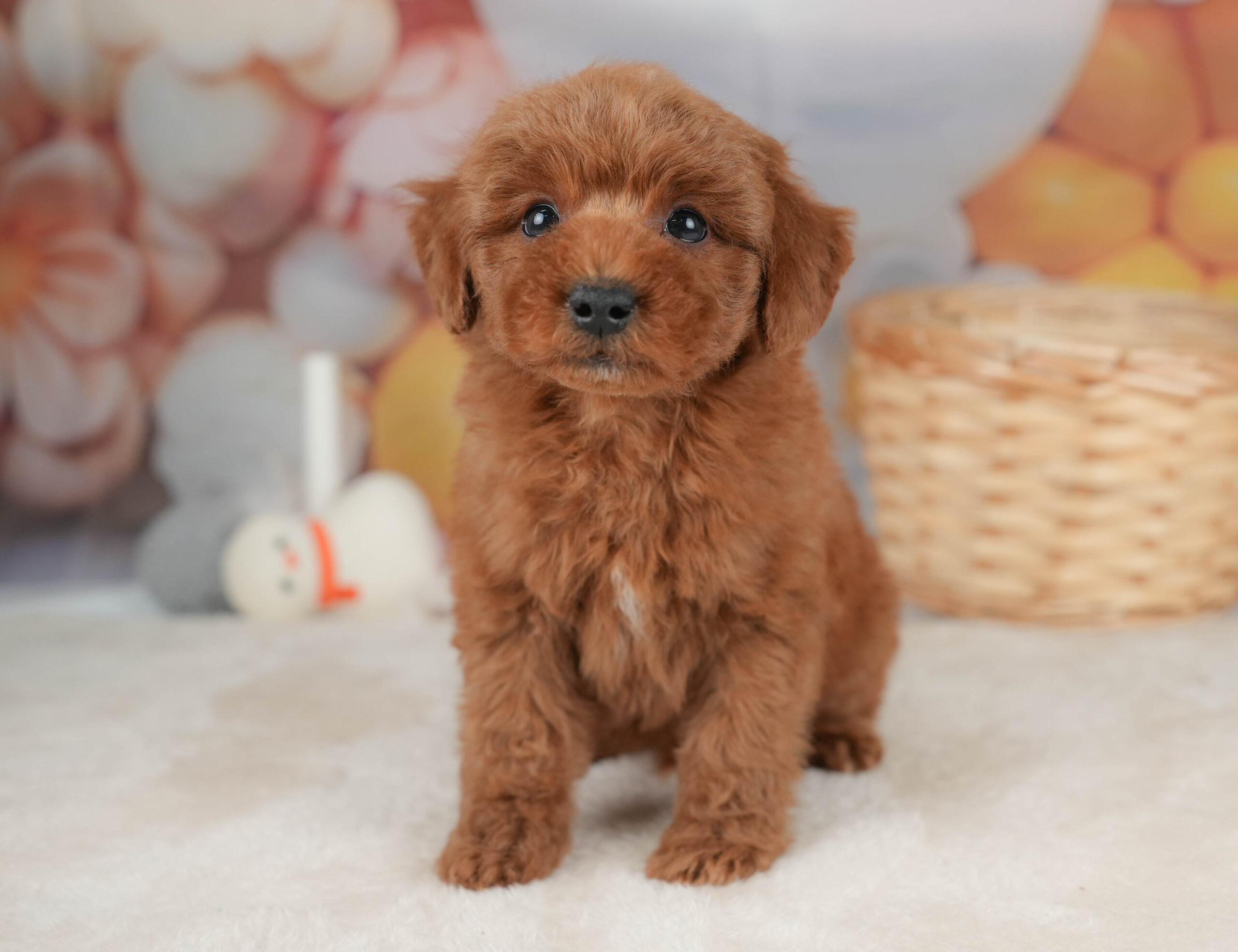 トイ・プードル|男の子|レッド|2025年12月20日