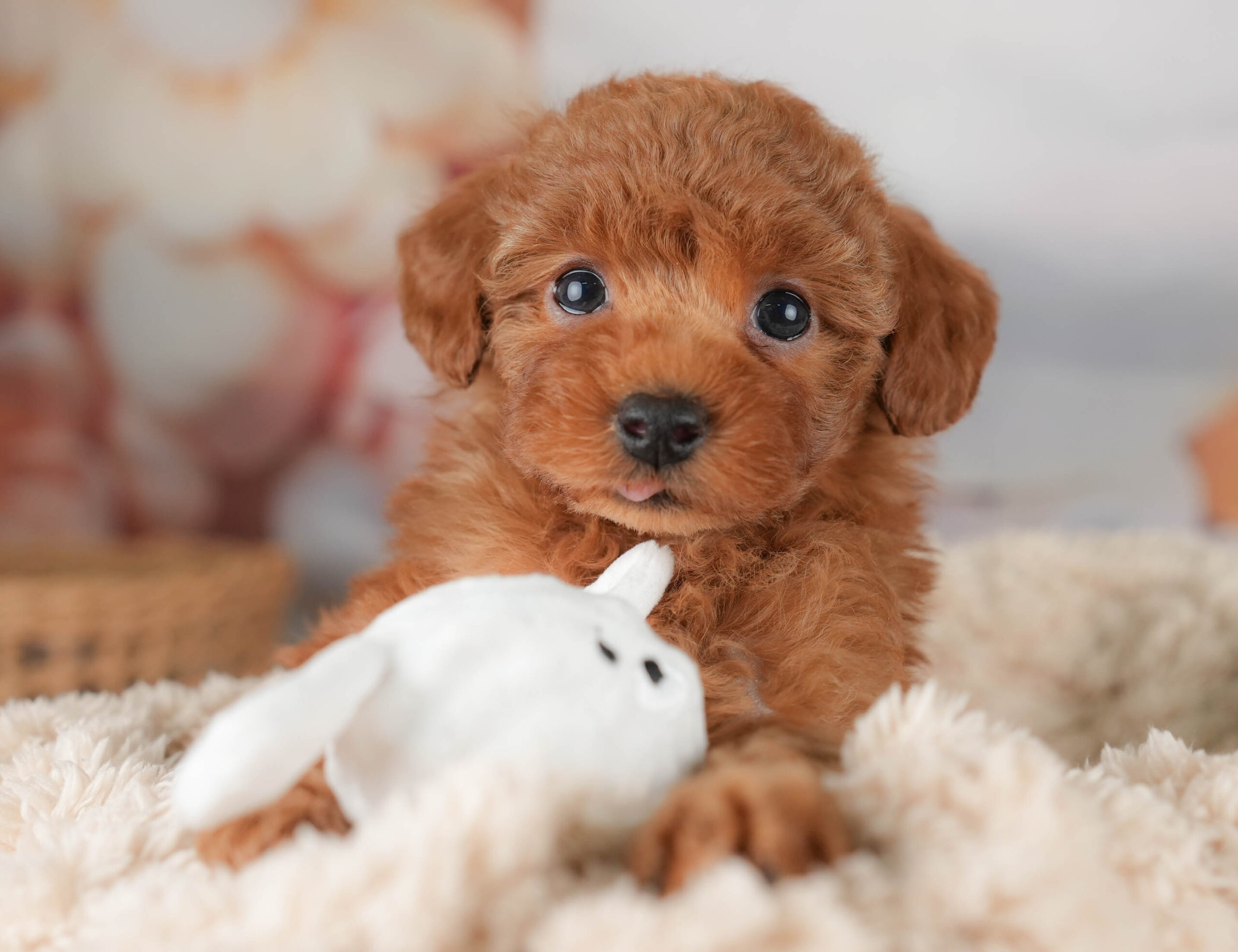 トイ・プードル【女の子 レッド 2025-12-20 プレスクール アウラ