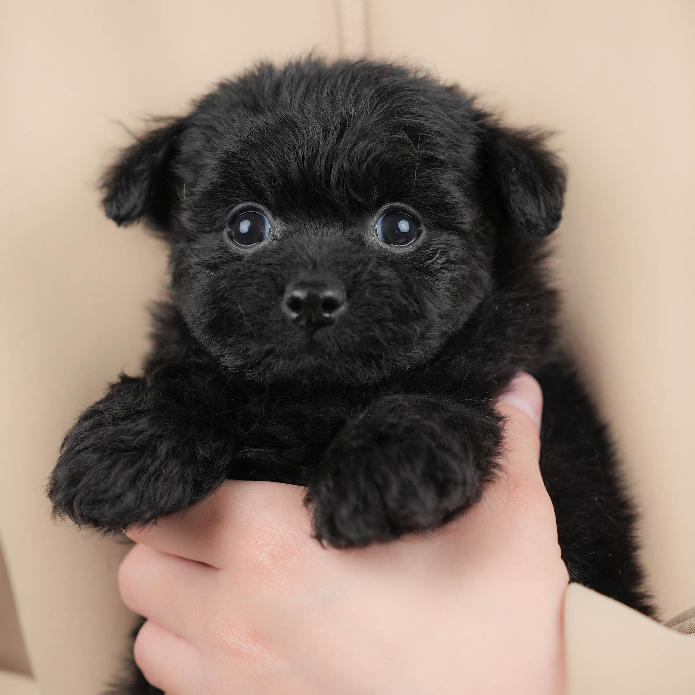 ポメプー|男の子|ブラック|2025年12月22日