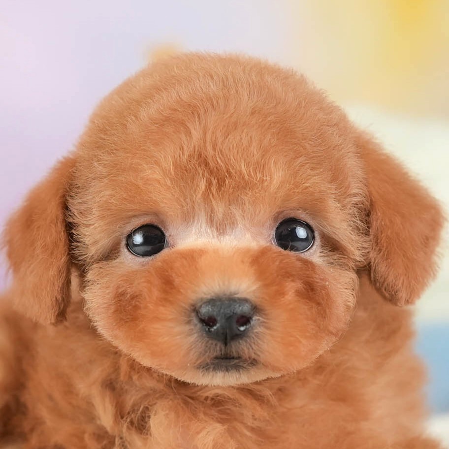 タイニー・プードル|女の子|アプリコット|2025年12月23日