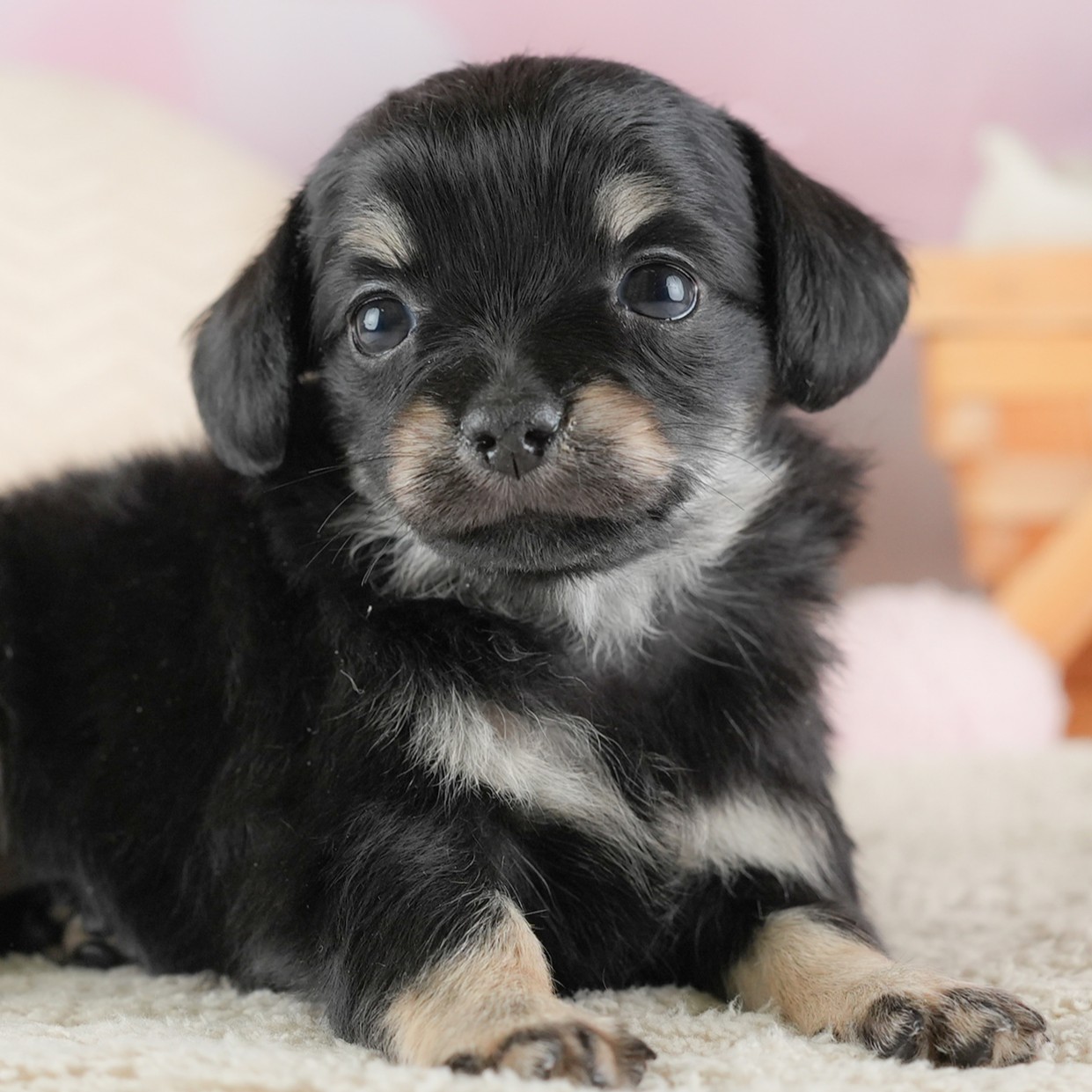 チワックス|女の子|ブラックタン|2025年12月24日