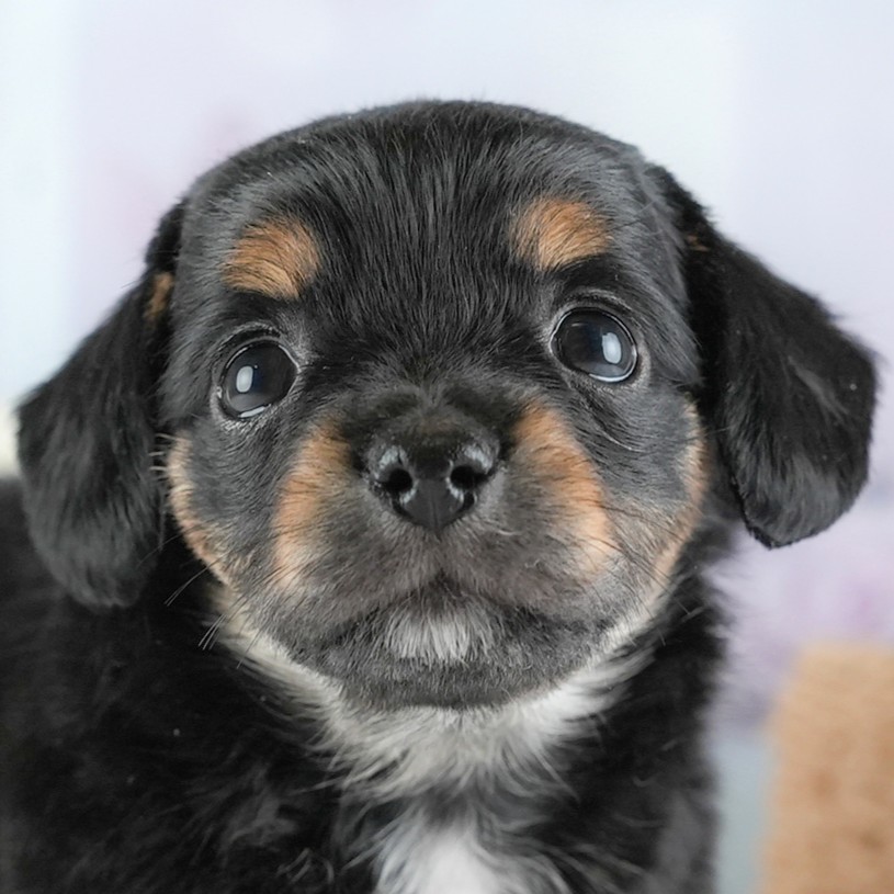 チワックス|女の子|ブラックタン|2025年12月24日