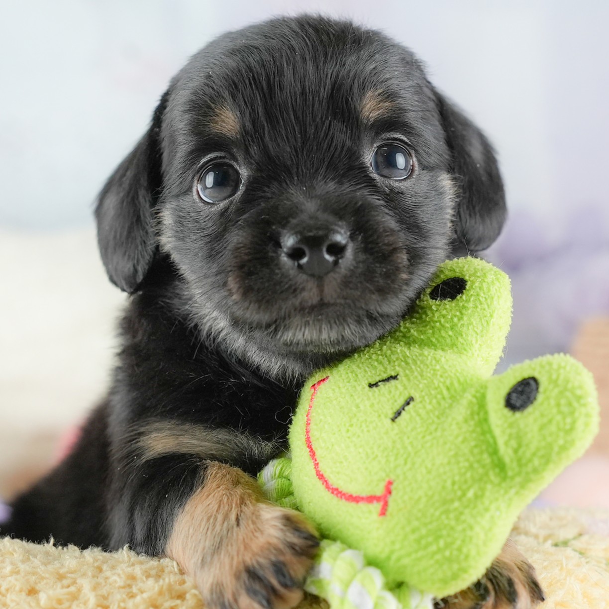 チワックス|男の子|ブラックタン|2025年12月24日