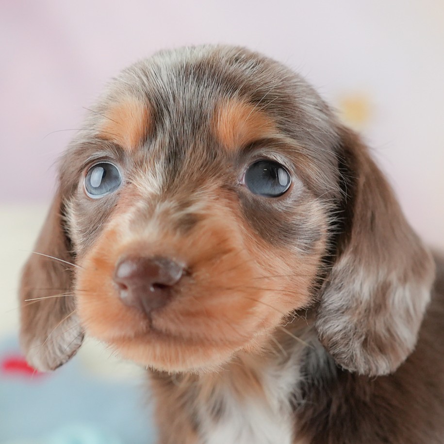 ミニチュア・ダックスフンド(ロング)|女の子|チョコレートダップル|2025年12月24日