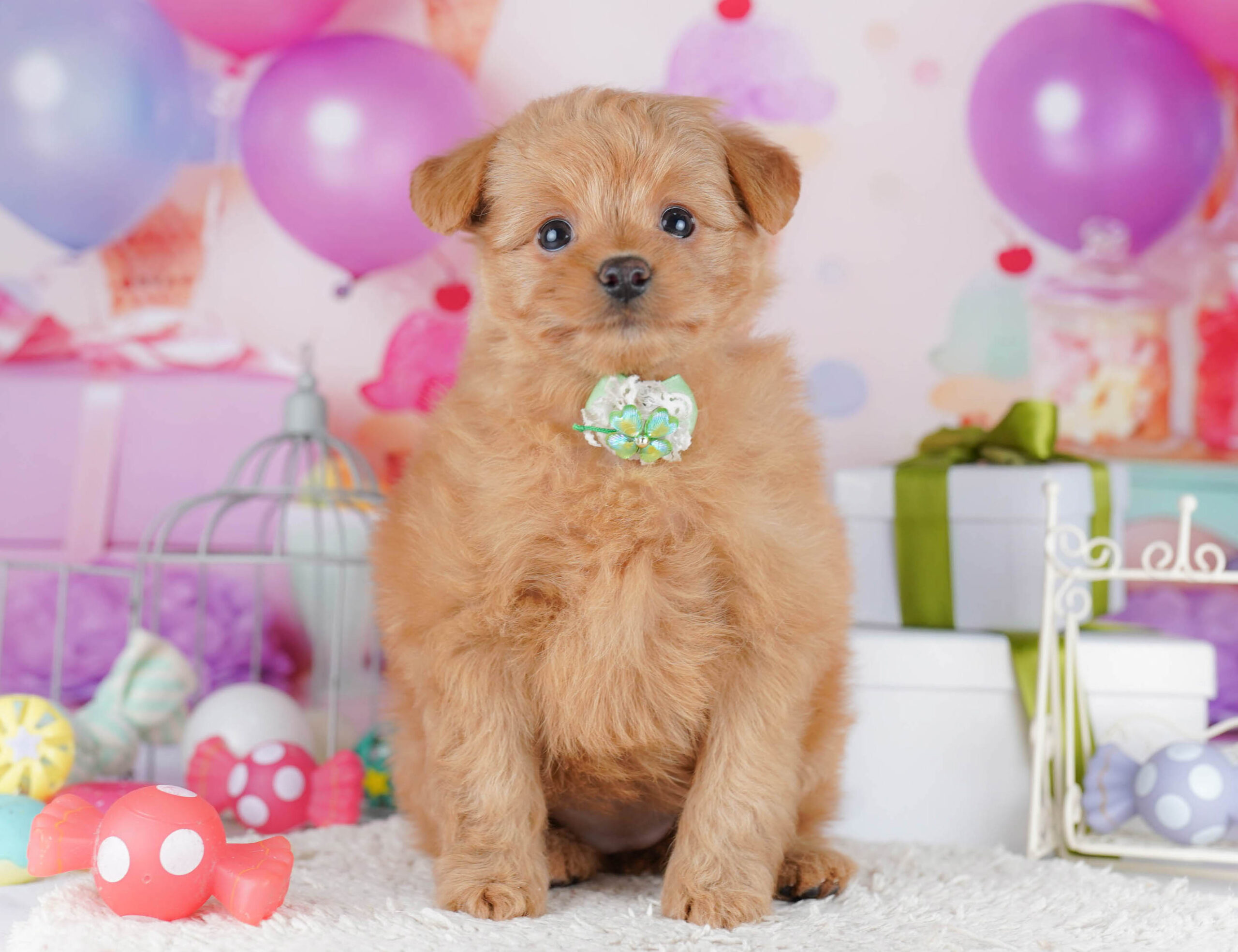 ポメプー | 女の子 | クリーム | 2025年11月2日