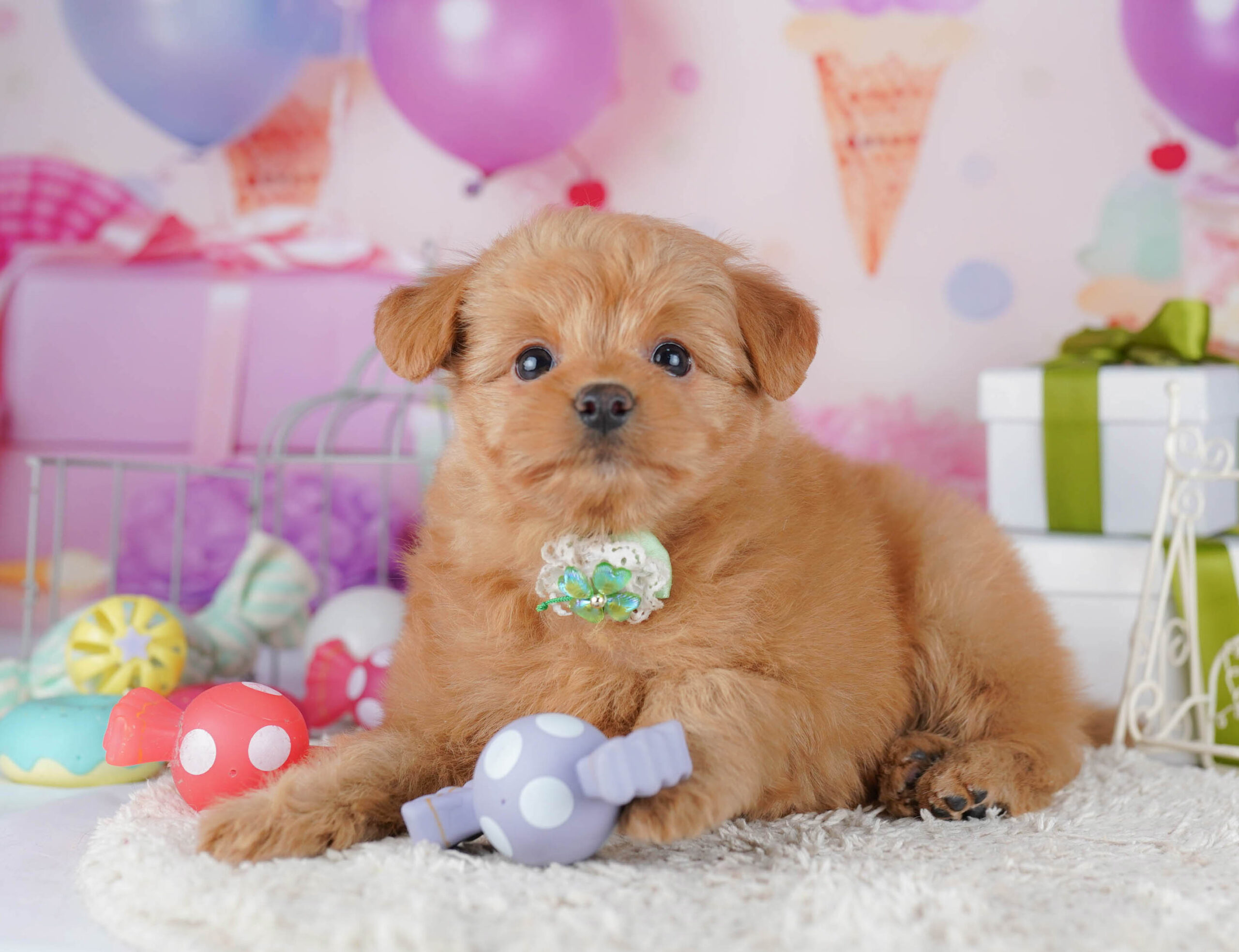 ポメプー | 女の子 | クリーム | 2025年11月2日