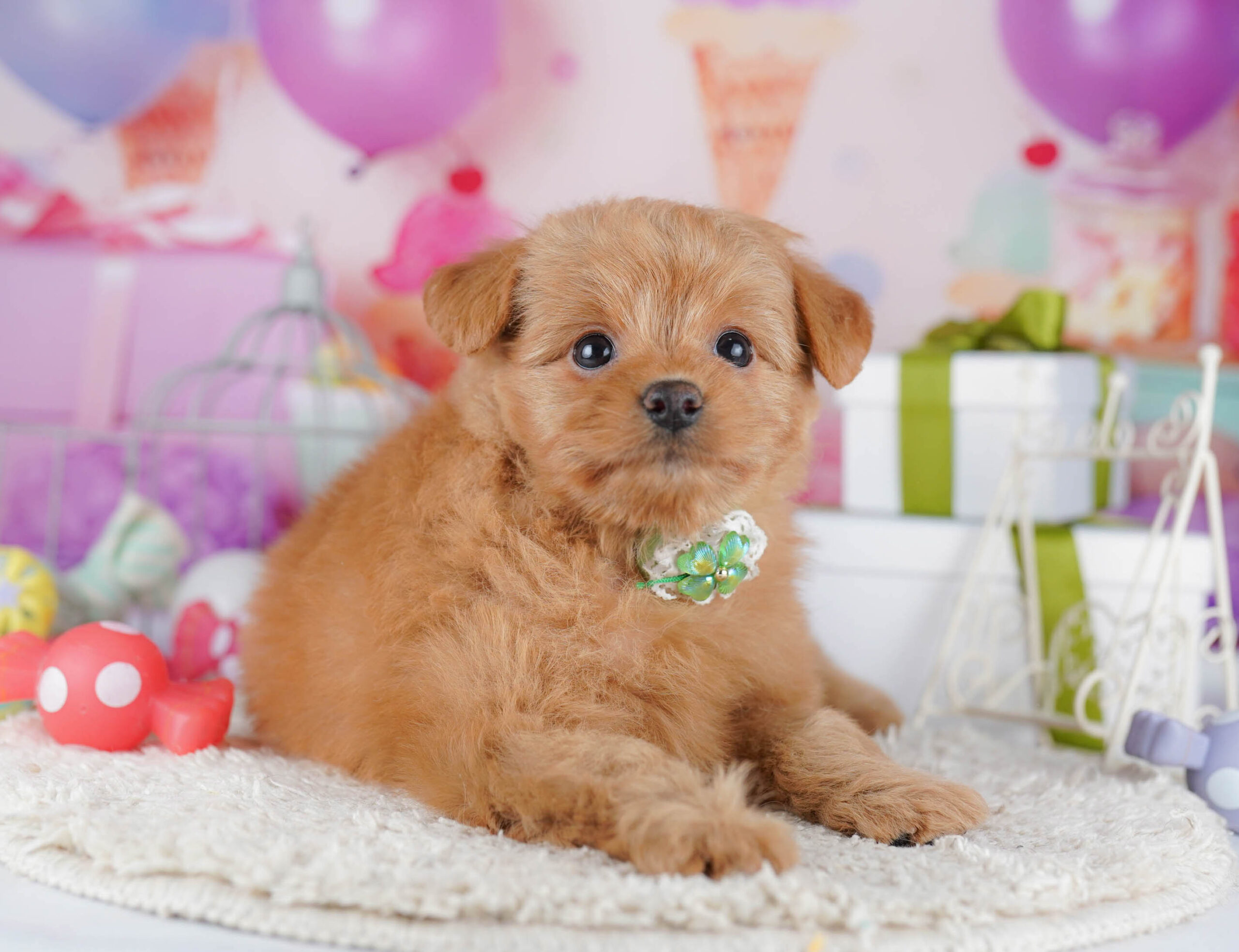 ポメプー | 女の子 | クリーム | 2025年11月2日