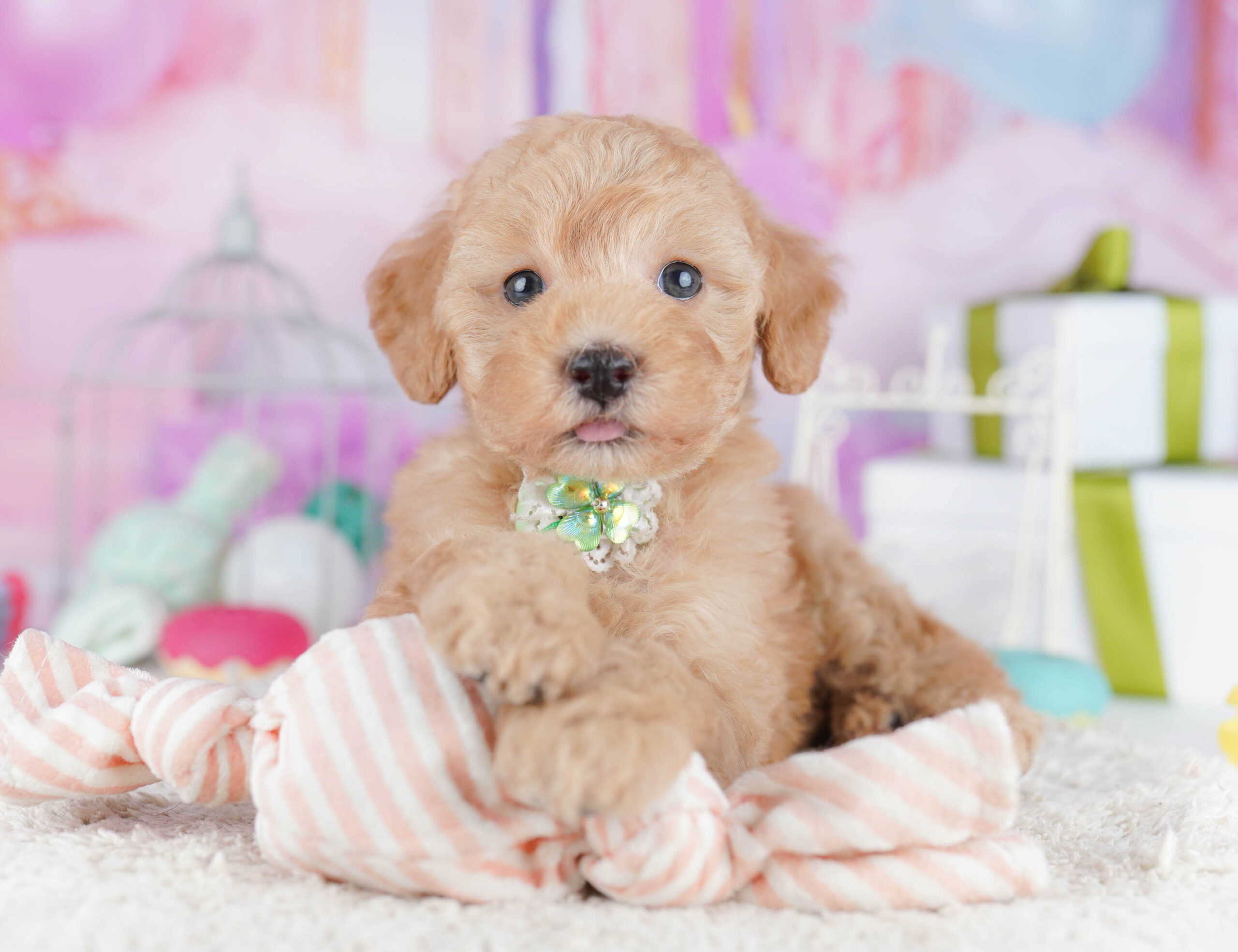 トイ・プードル | 女の子 | レッド | 2025年11月6日