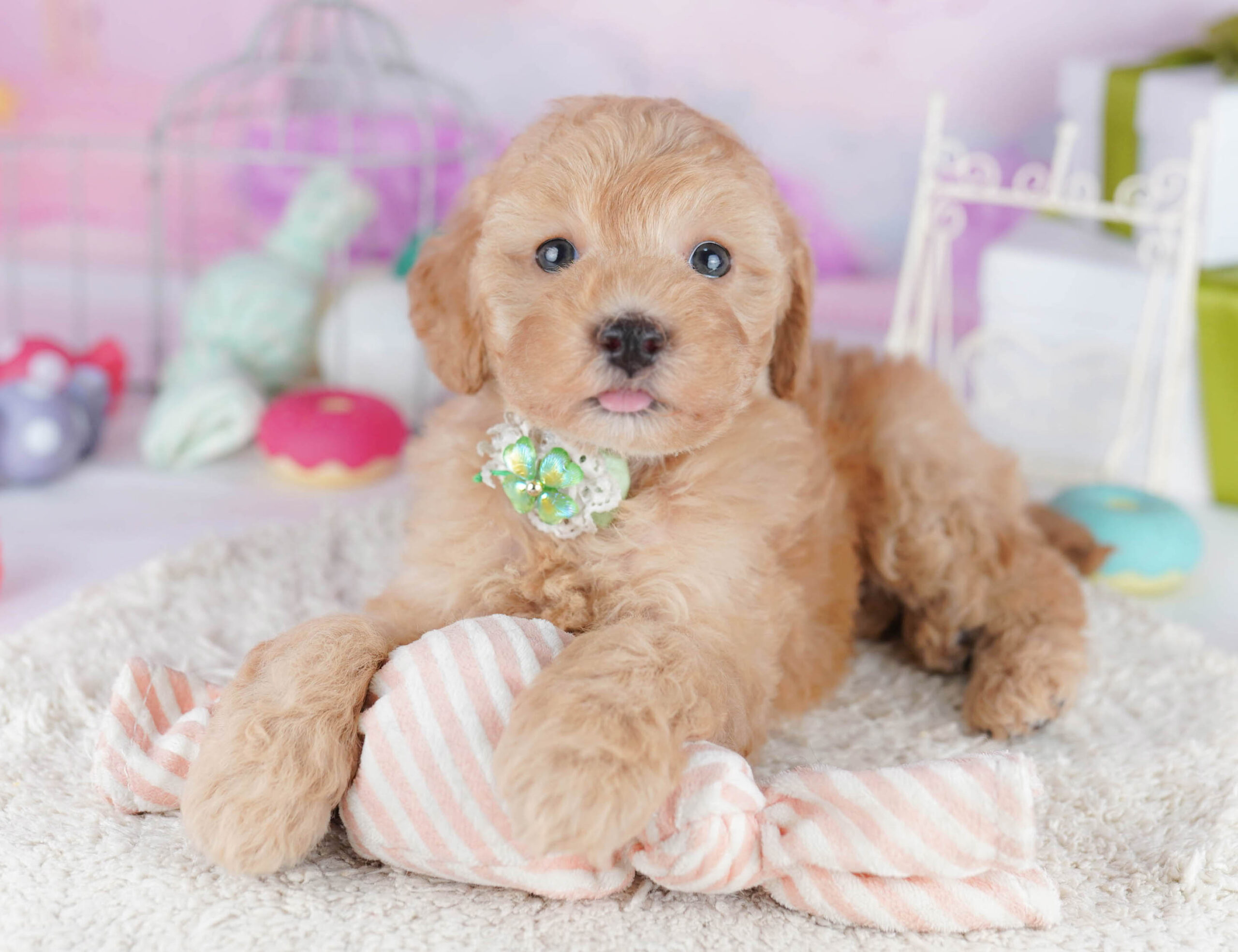 トイ・プードル | 女の子 | レッド | 2025年11月6日