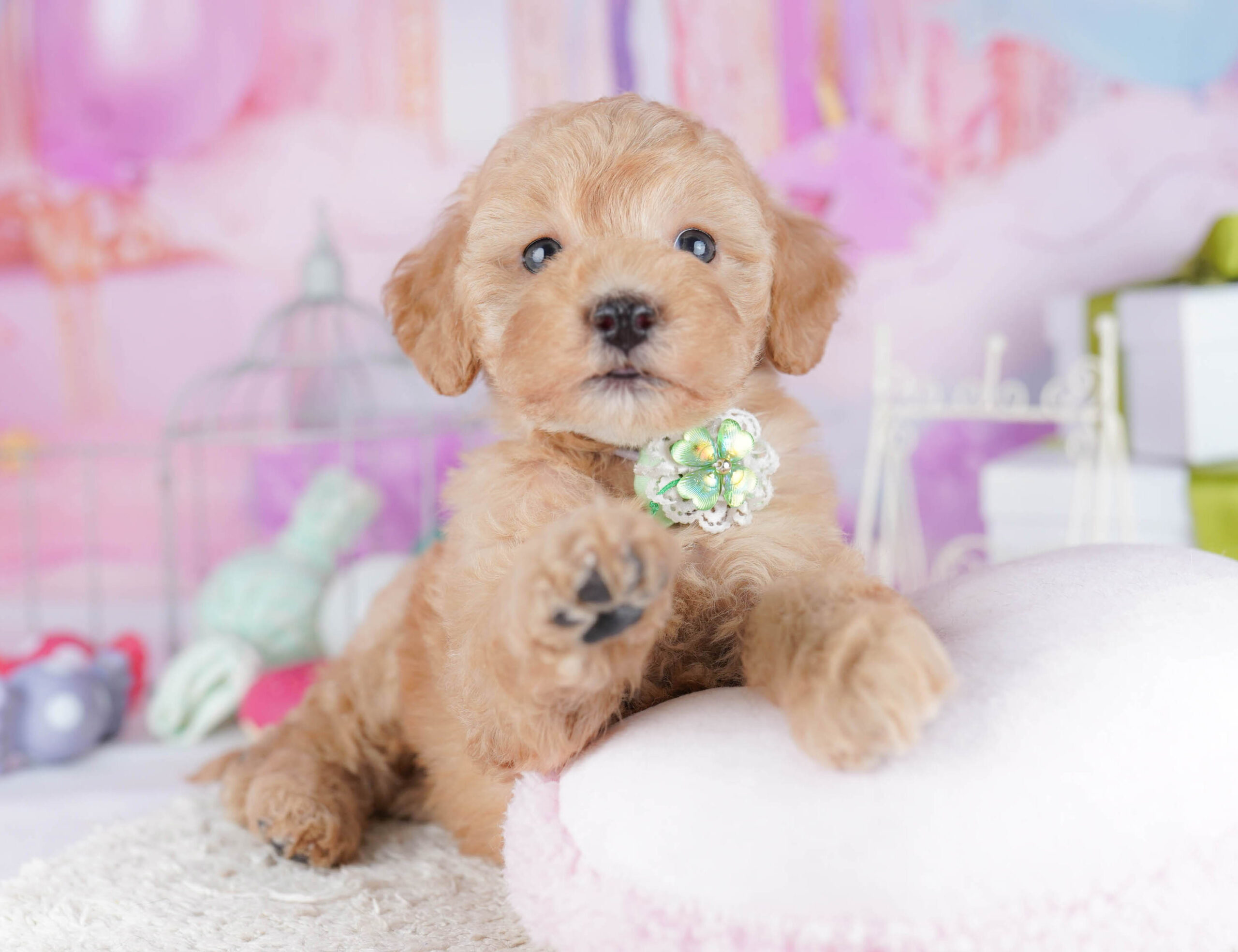 トイ・プードル | 女の子 | レッド | 2025年11月6日