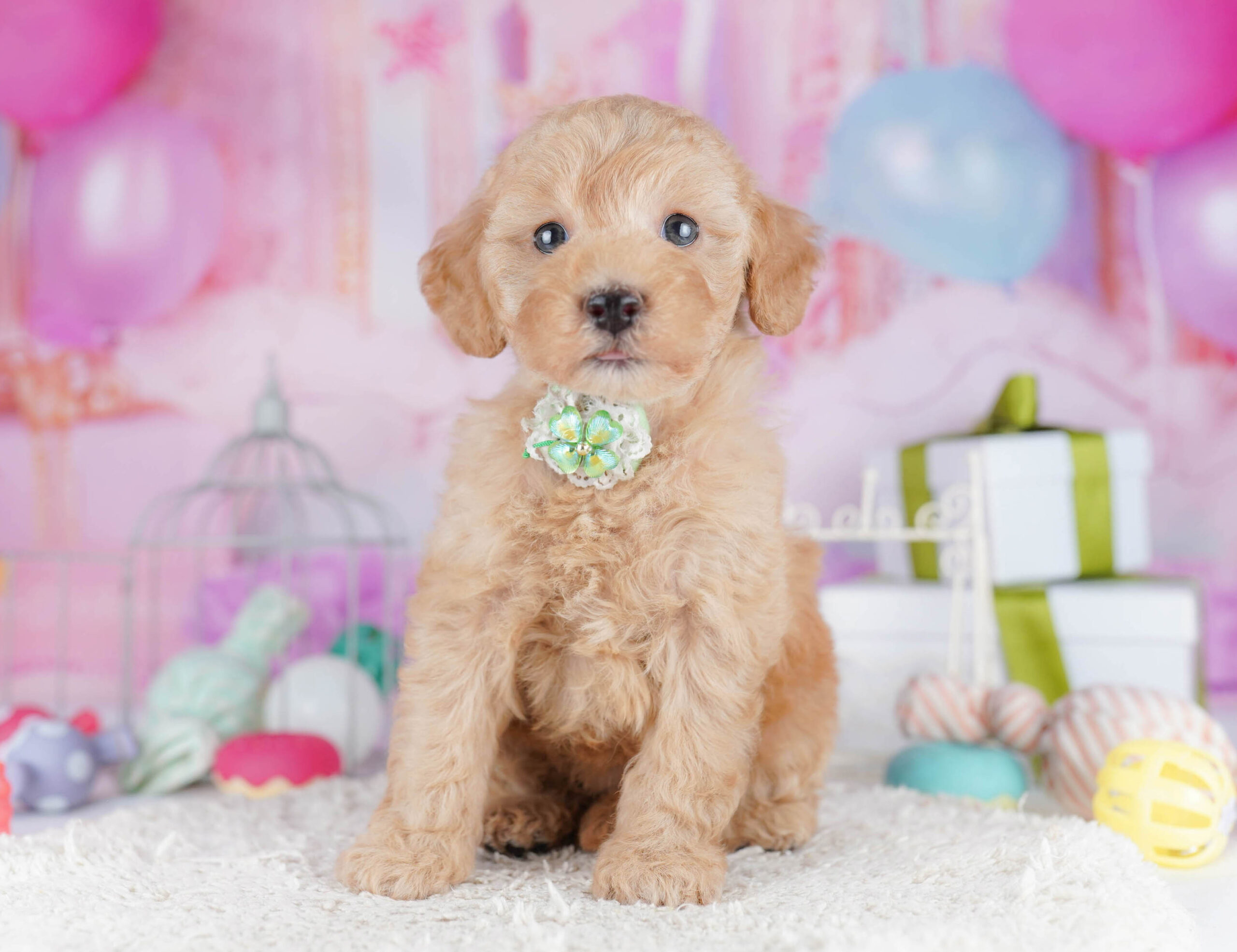 トイ・プードル | 女の子 | レッド | 2025年11月6日