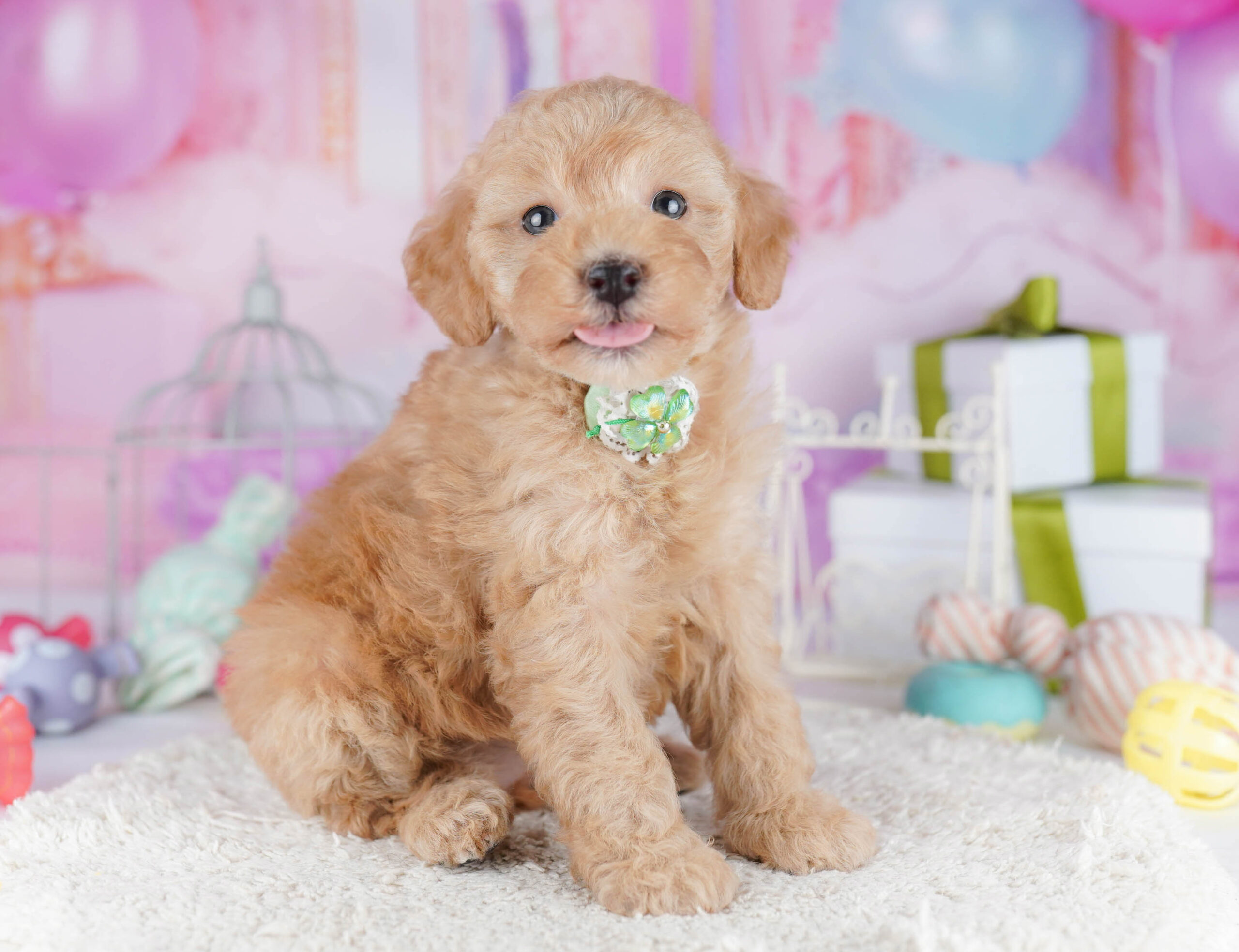 トイ・プードル | 女の子 | レッド | 2025年11月6日