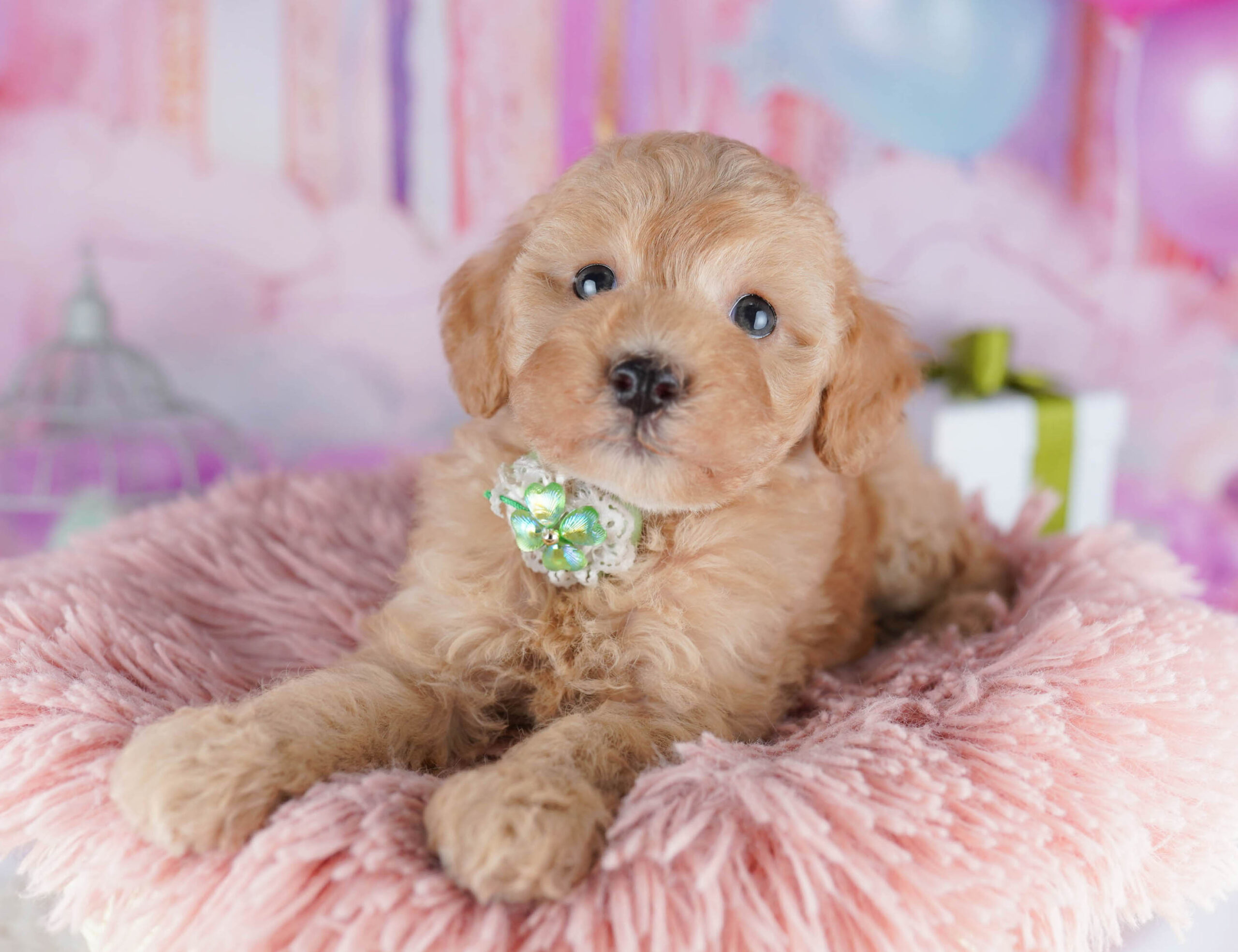 トイ・プードル | 女の子 | レッド | 2025年11月6日