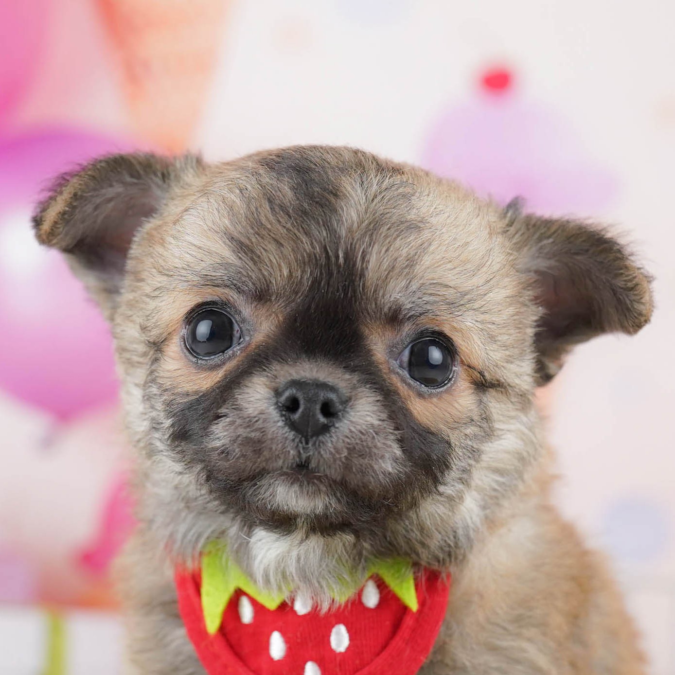 チワワ(ロング) | 男の子 | フォーン | 2025年11月12日