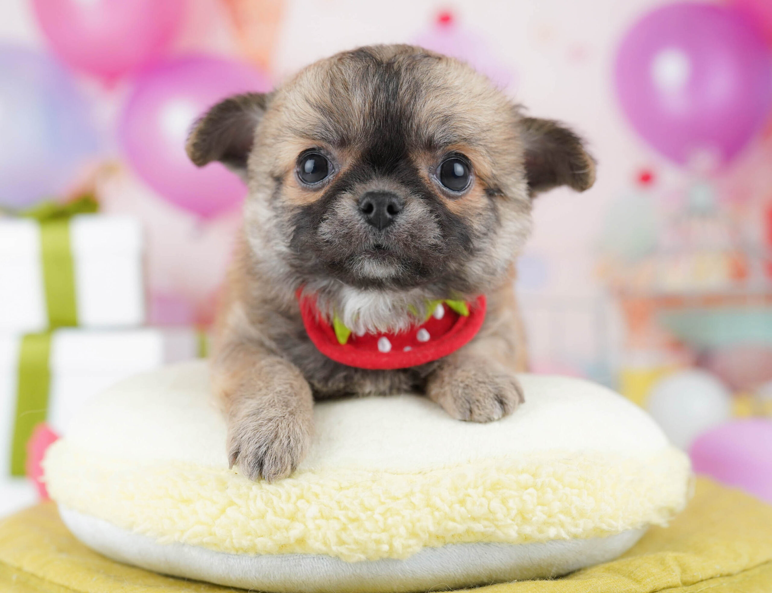 チワワ(ロング) | 男の子 | フォーン | 2025年11月12日