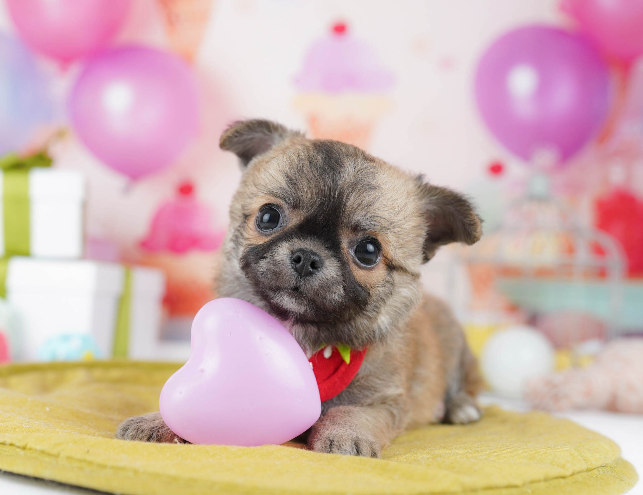 チワワ(ロング) | 男の子 | フォーン | 2025年11月12日