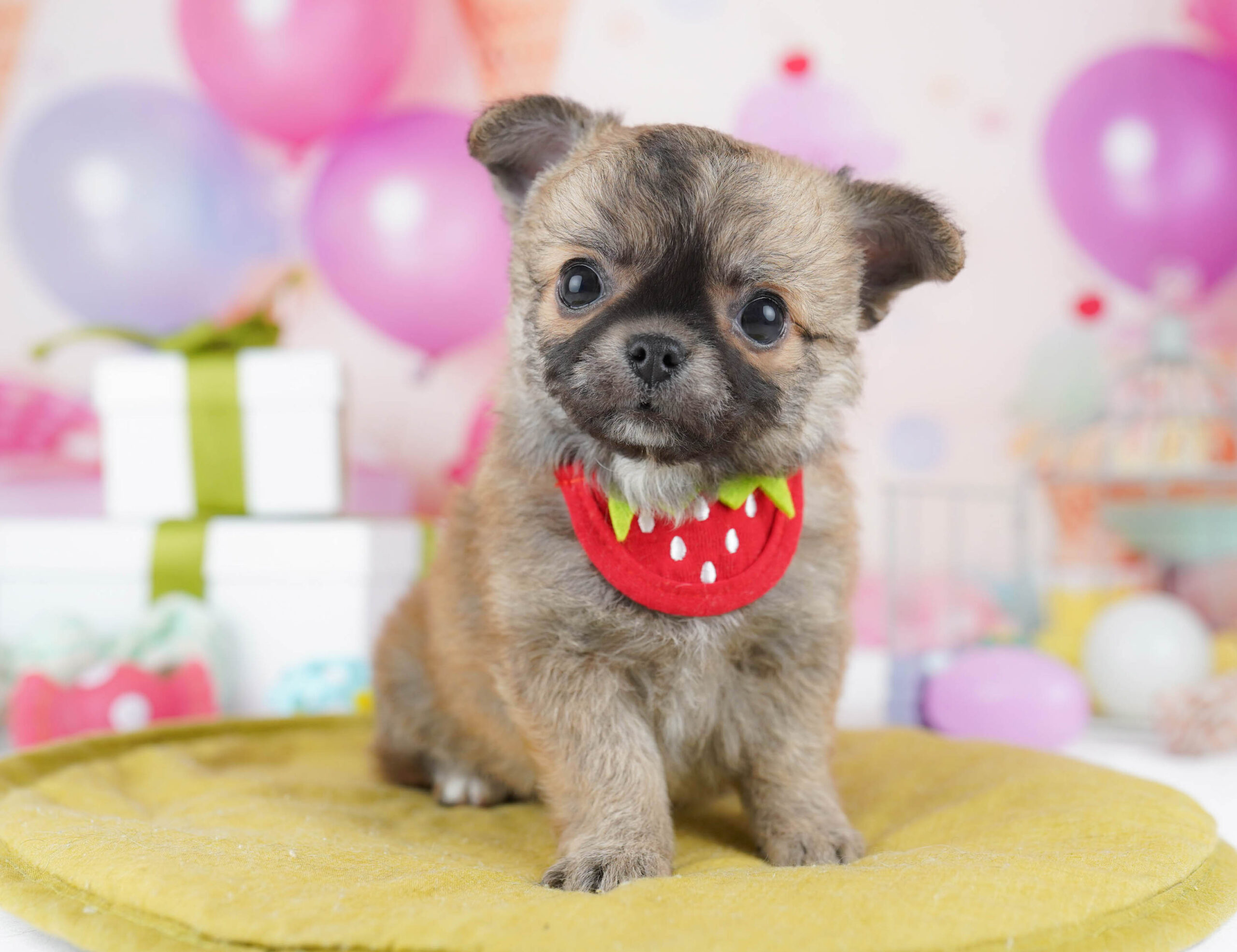 チワワ(ロング) | 男の子 | フォーン | 2025年11月12日