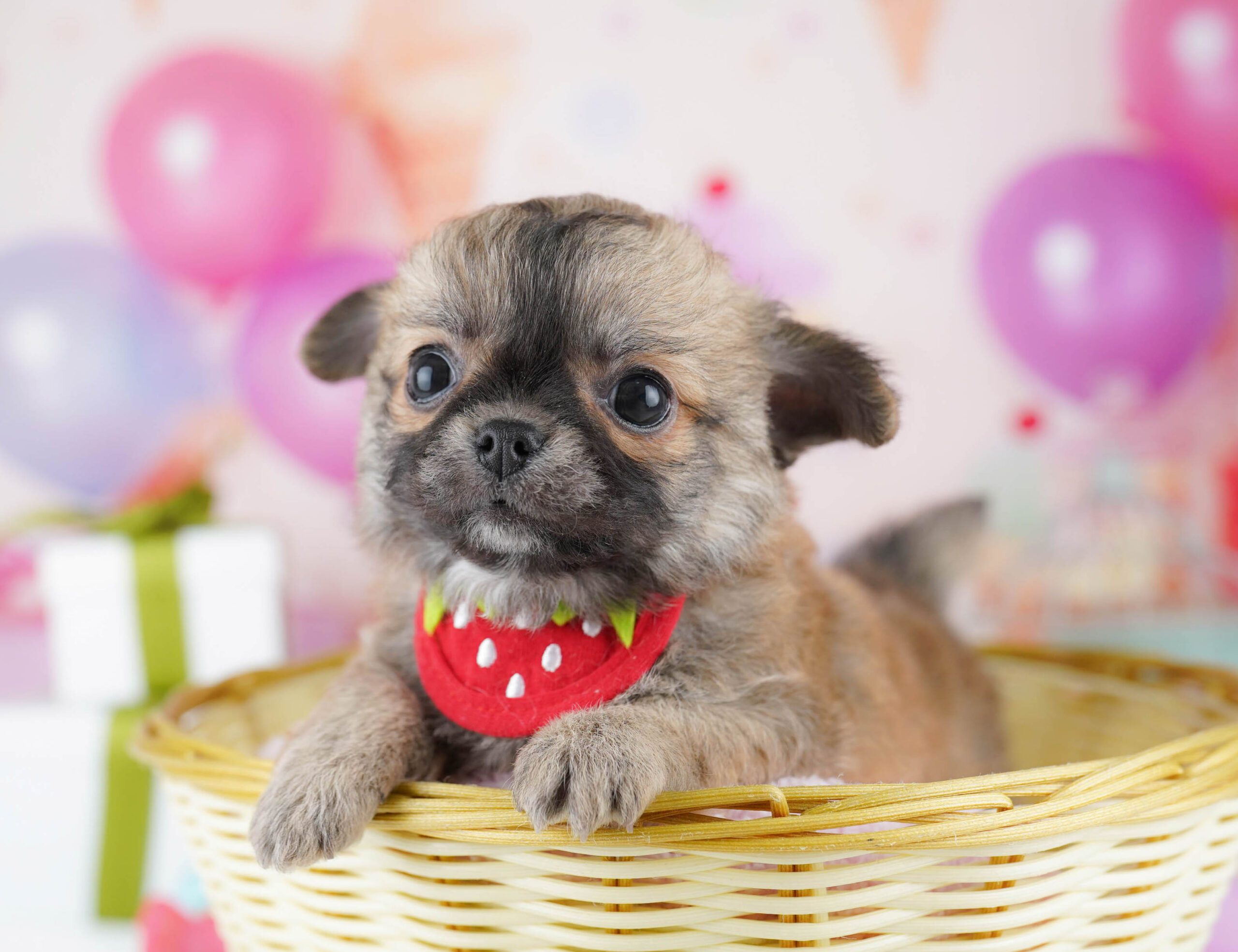 チワワ(ロング) | 男の子 | フォーン | 2025年11月12日