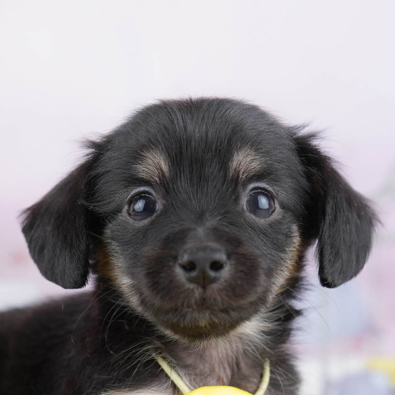 チワックス | 女の子 | ブラック＆タン | 2025年11月14日