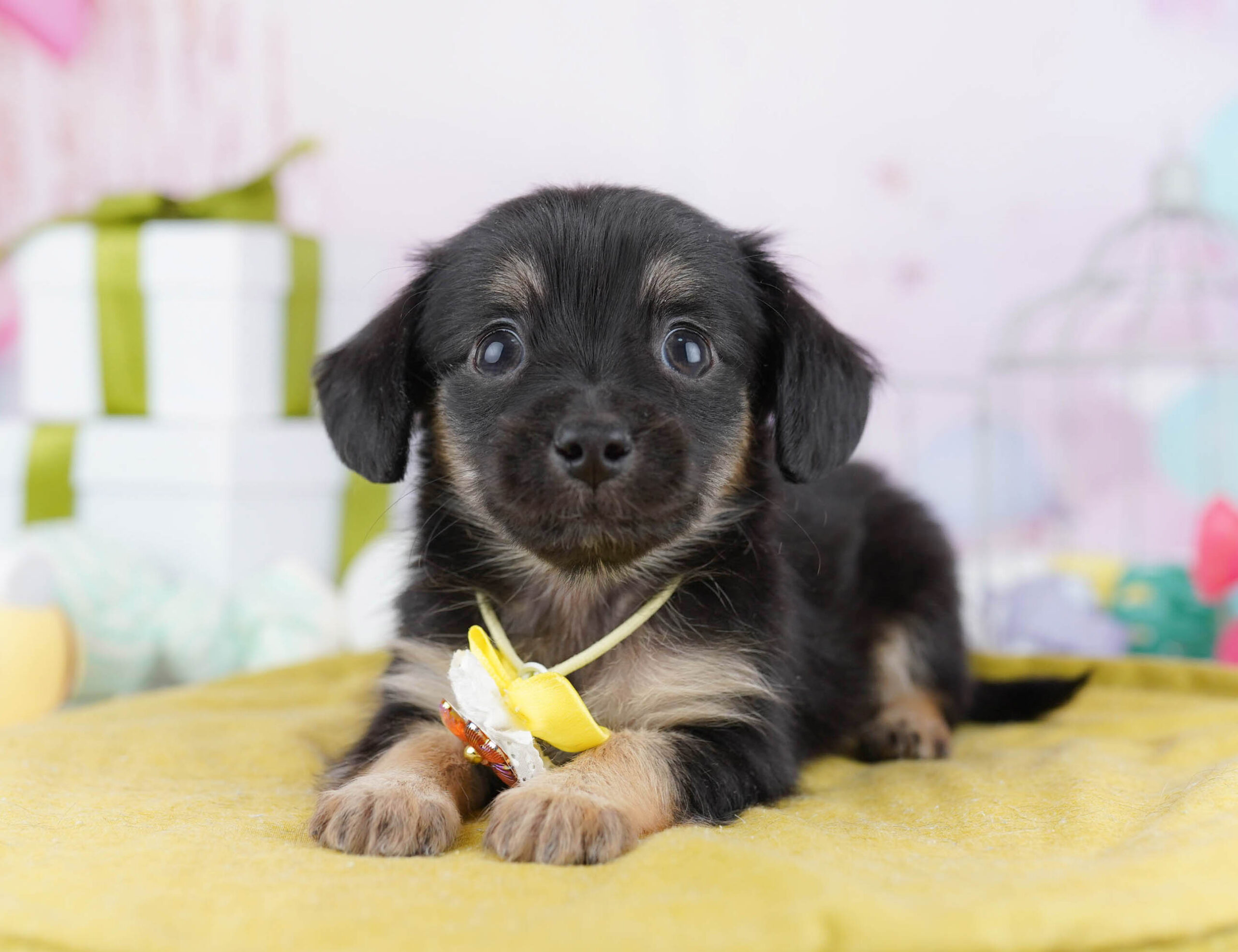 チワックス | 女の子 | ブラック&タン | 2025年11月14日