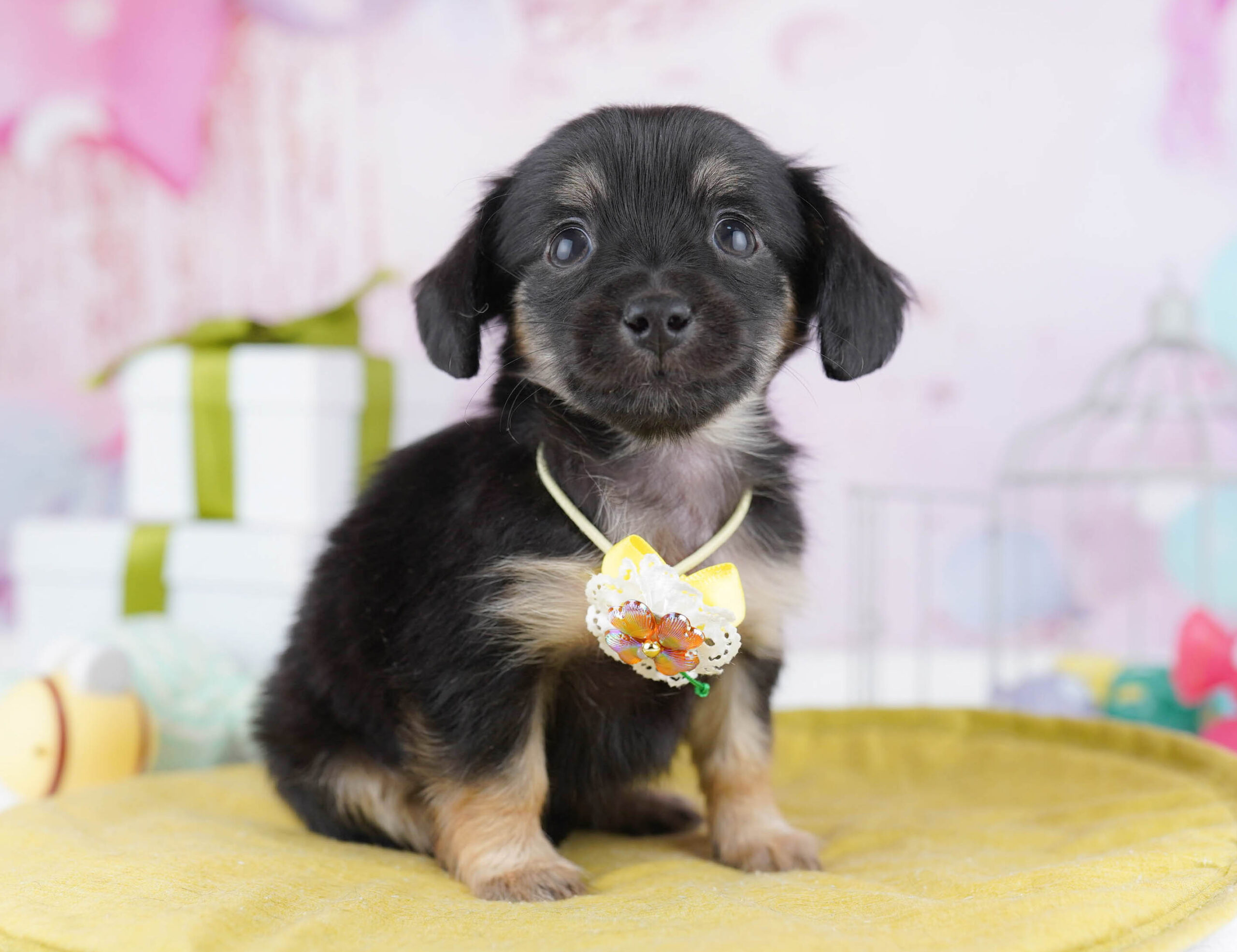 チワックス | 女の子 | ブラック&タン | 2025年11月14日