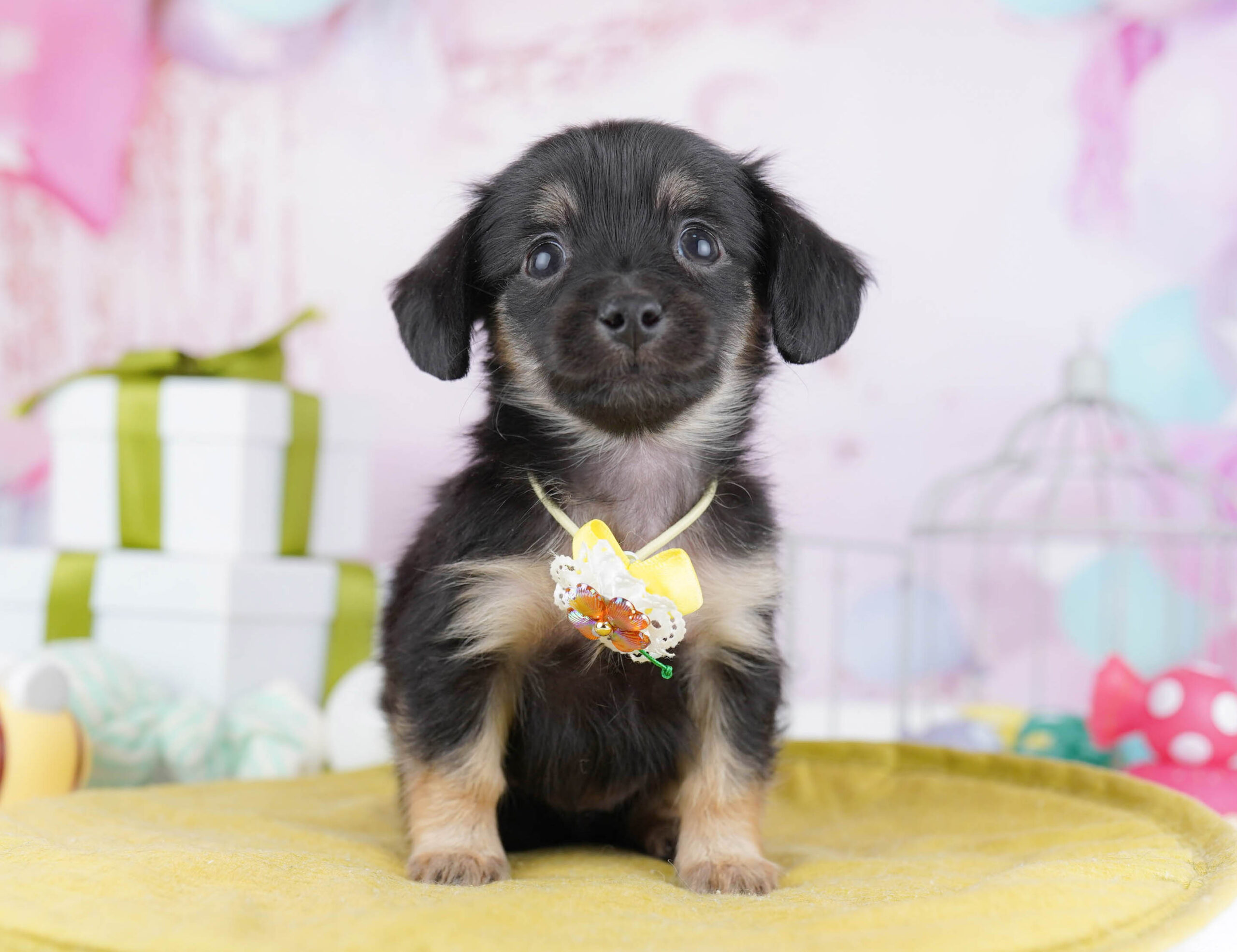 チワックス | 女の子 | ブラック&タン | 2025年11月14日