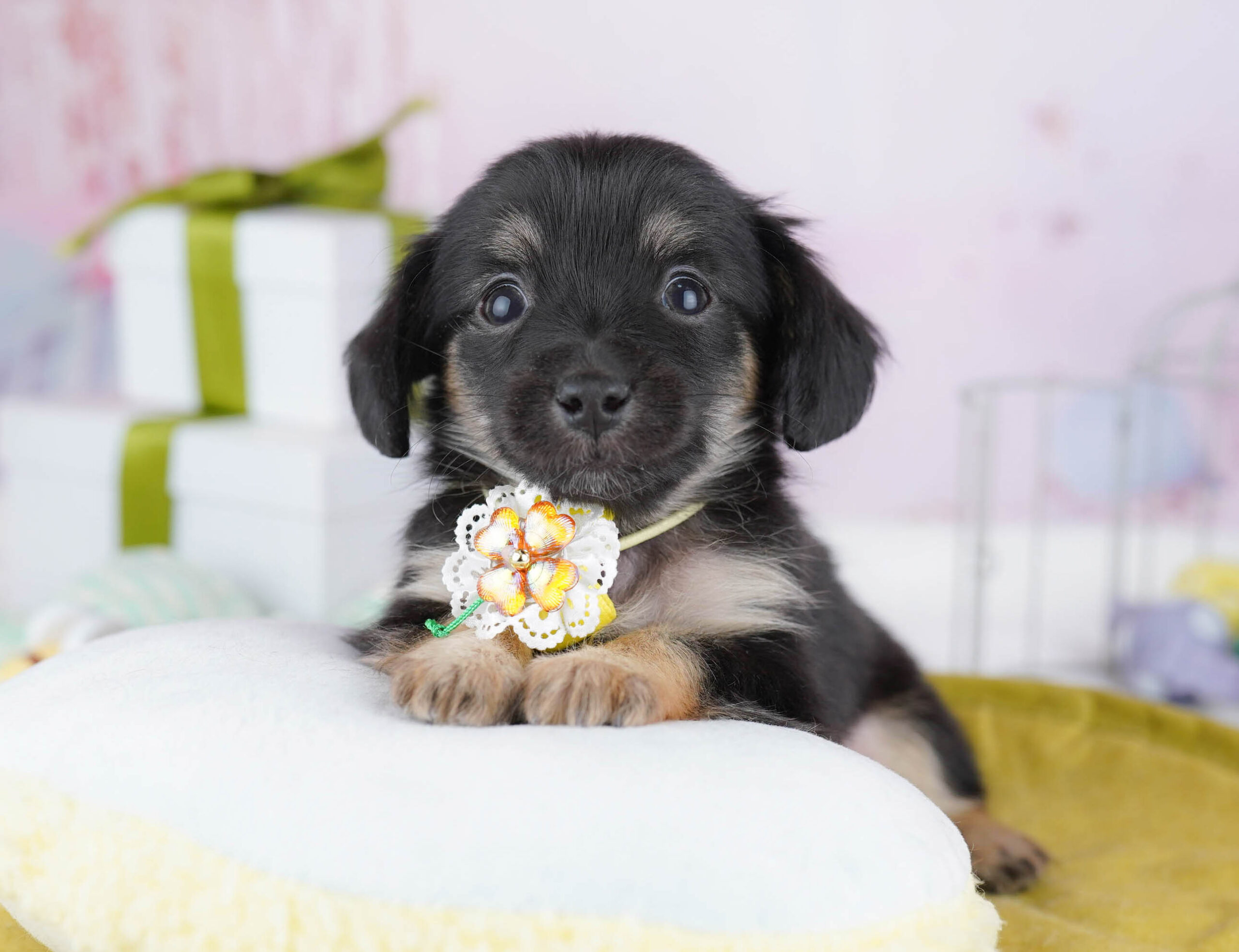 チワックス | 女の子 | ブラック&タン | 2025年11月14日