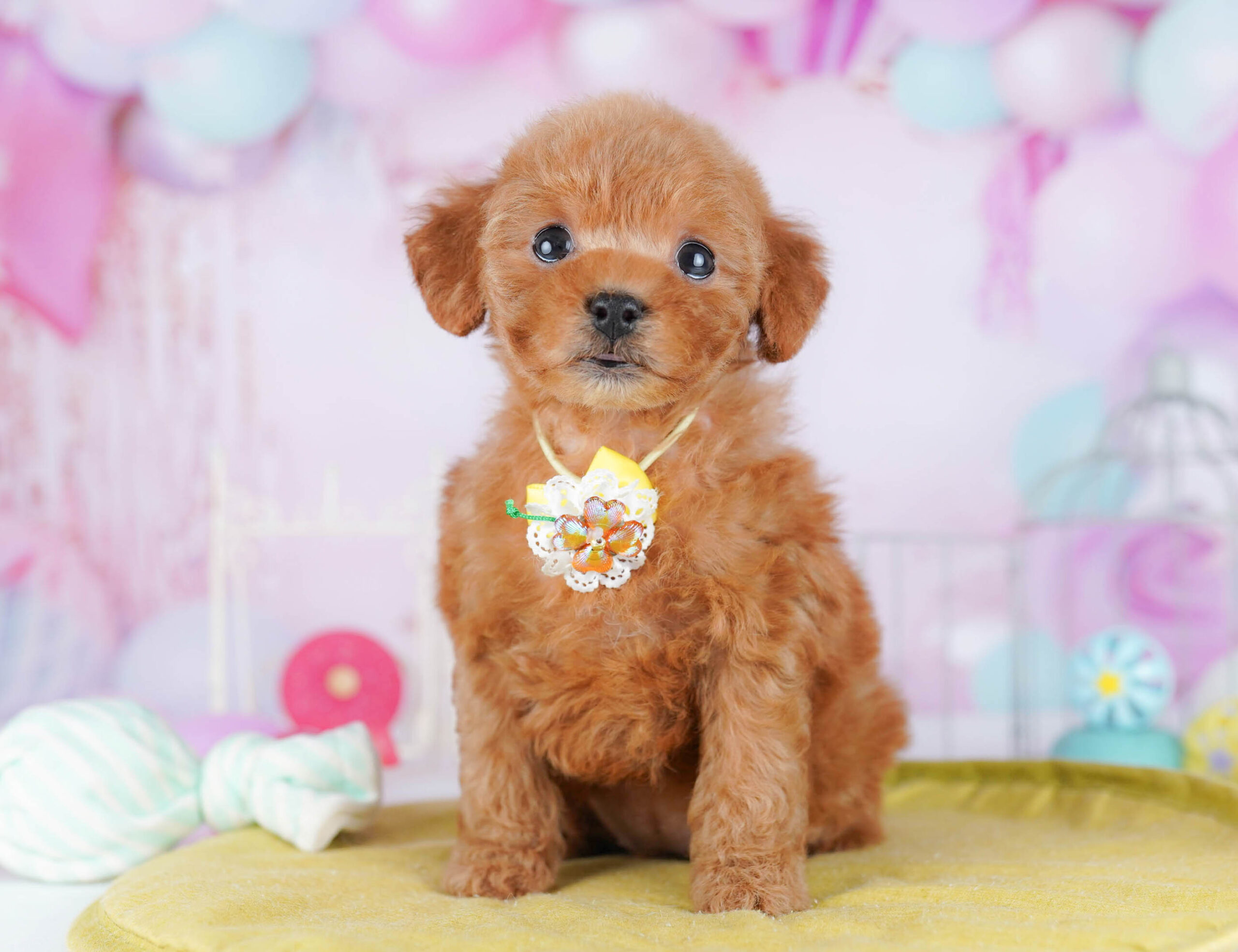 トイ・プードル | 女の子 | レッド | 2025年11月24日