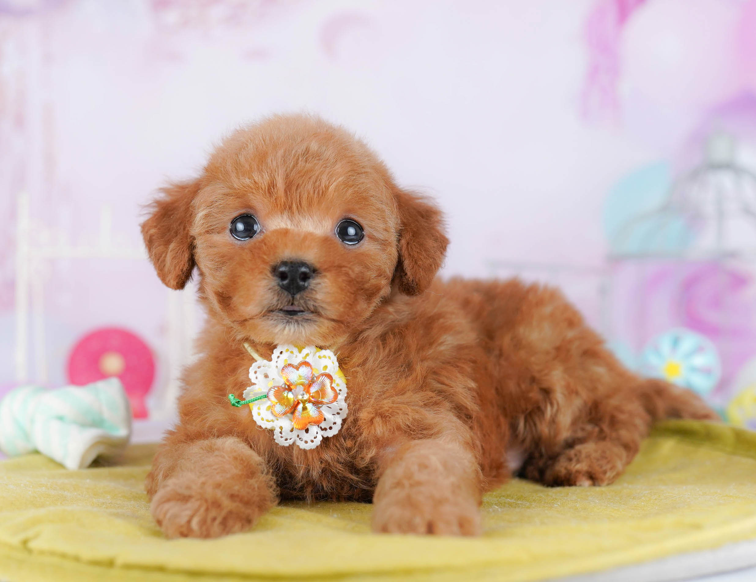 トイ・プードル | 女の子 | レッド | 2025年11月24日