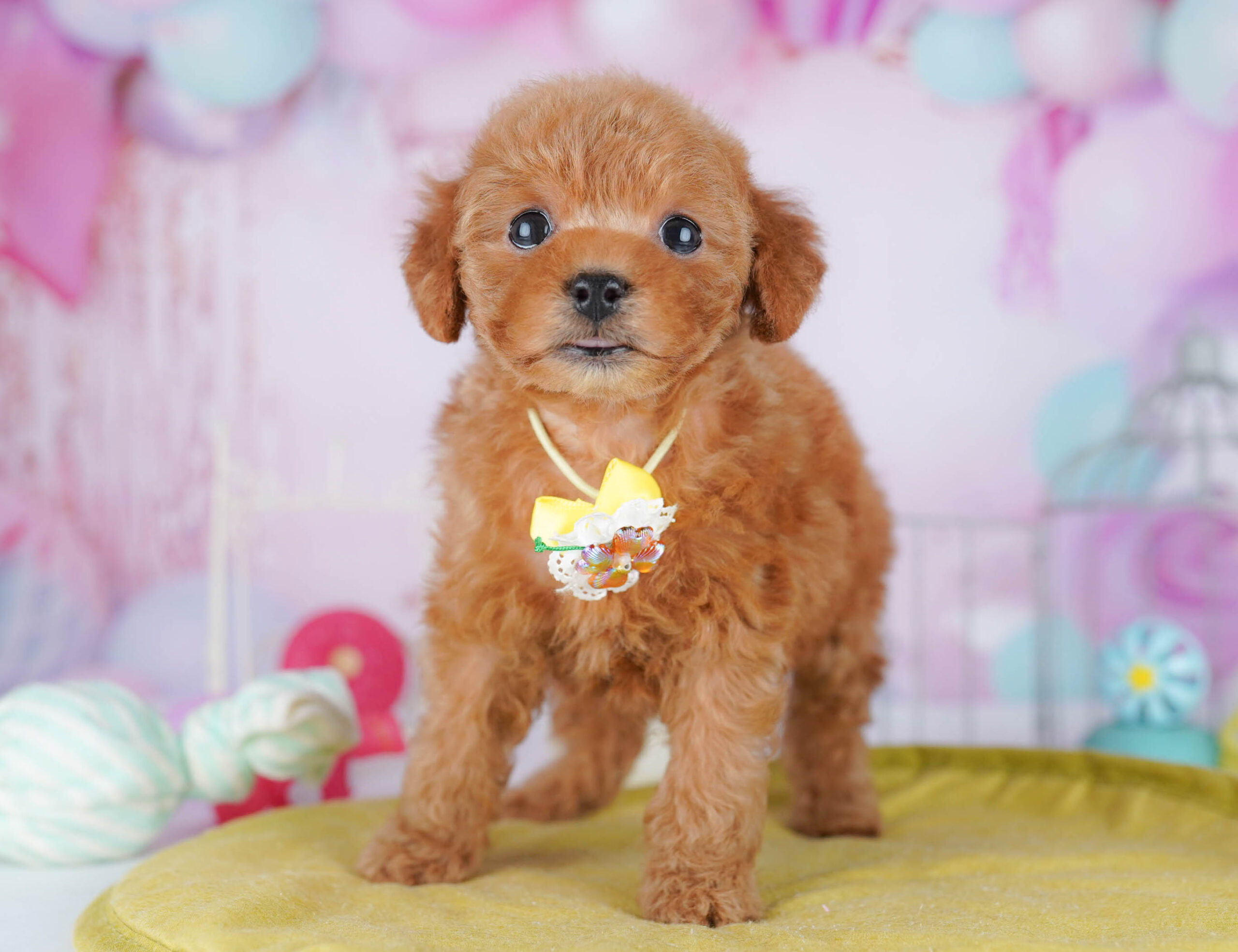 トイ・プードル | 女の子 | レッド | 2025年11月24日