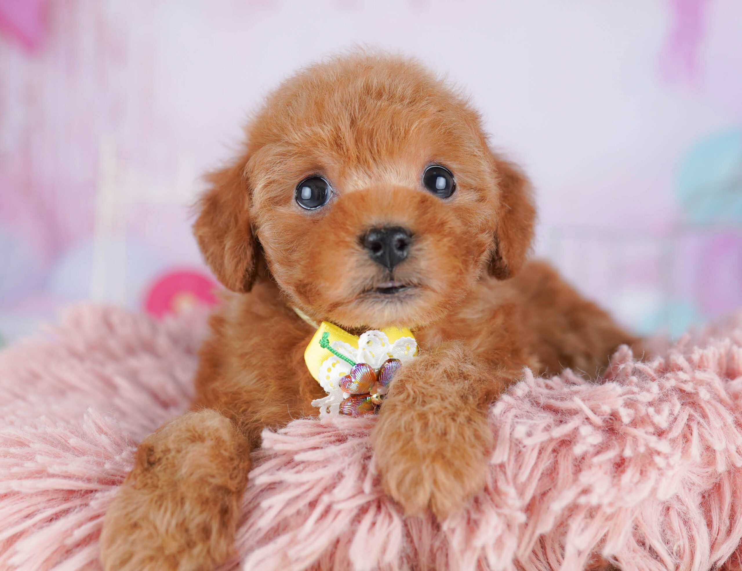 トイ・プードル | 女の子 | レッド | 2025年11月24日