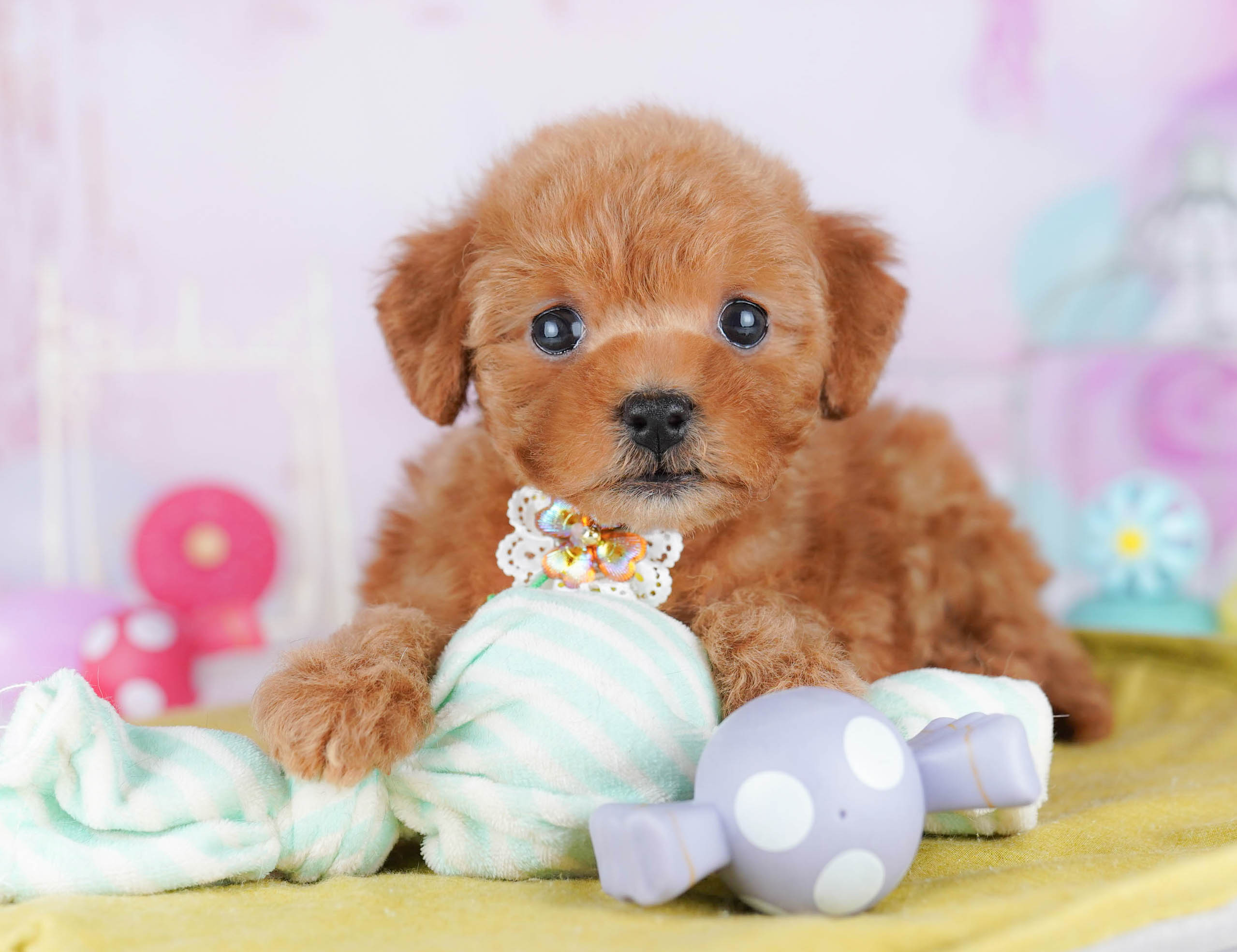 トイ・プードル | 女の子 | レッド | 2025年11月24日